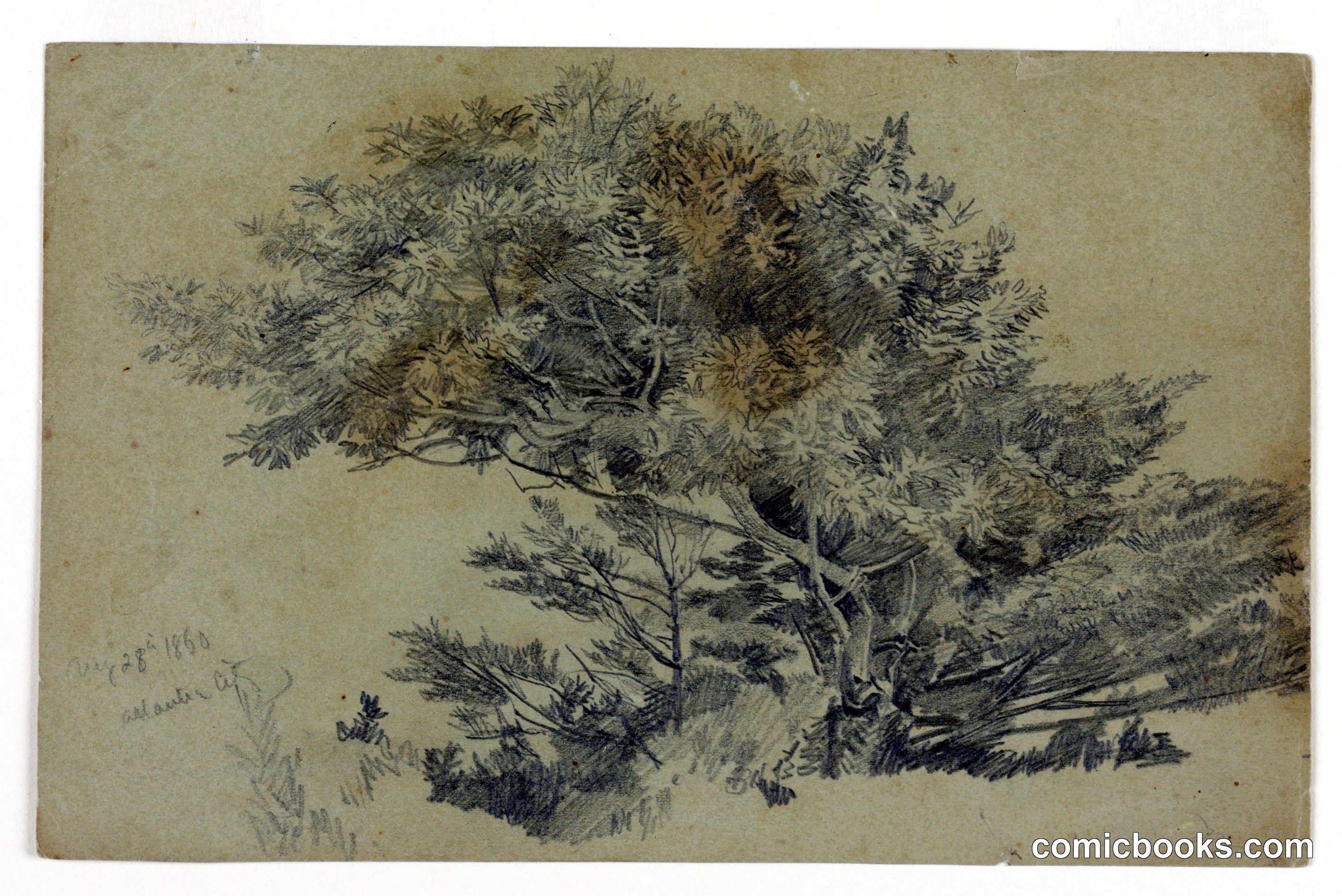 Study of Foliage