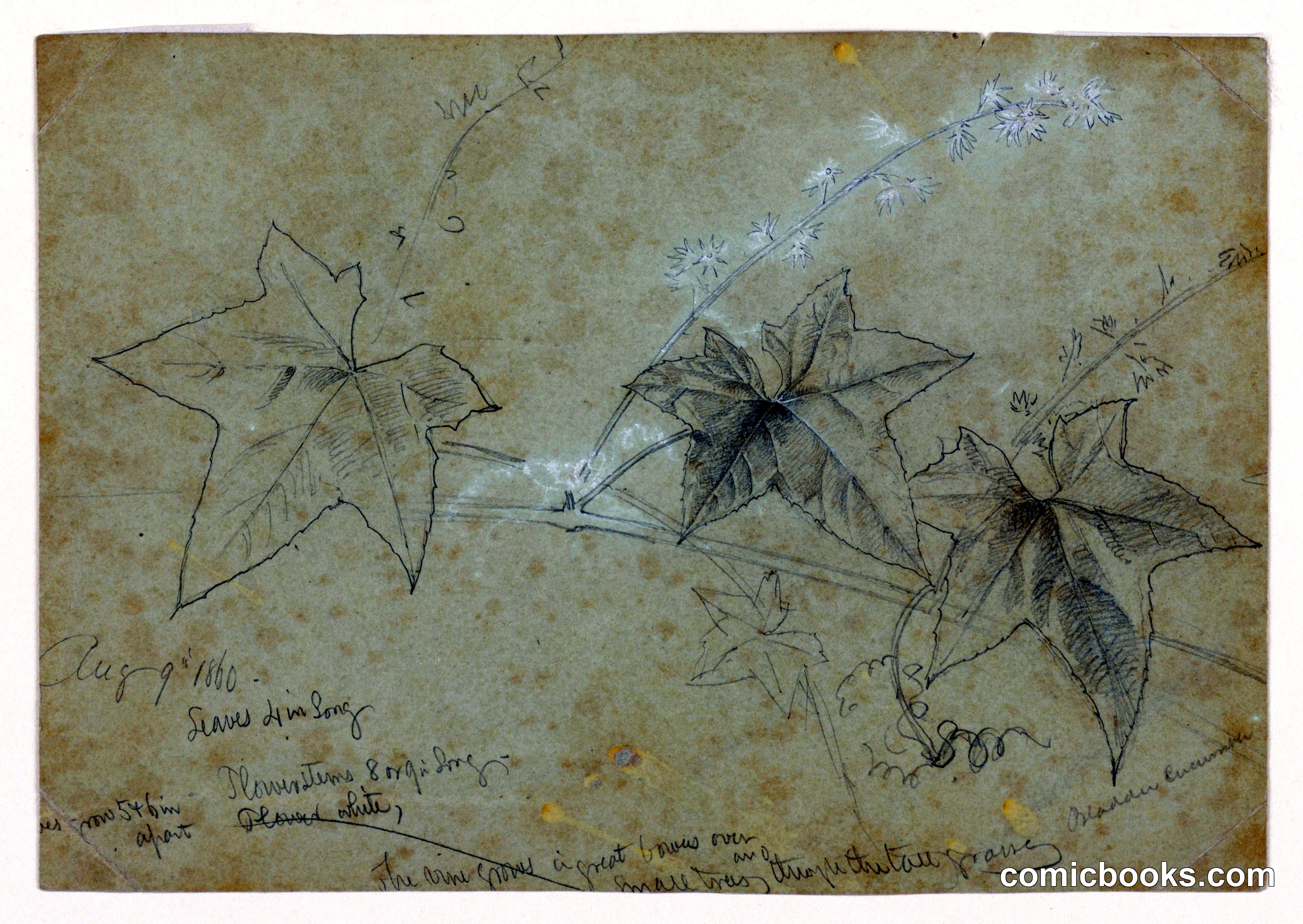 Study of Foliage