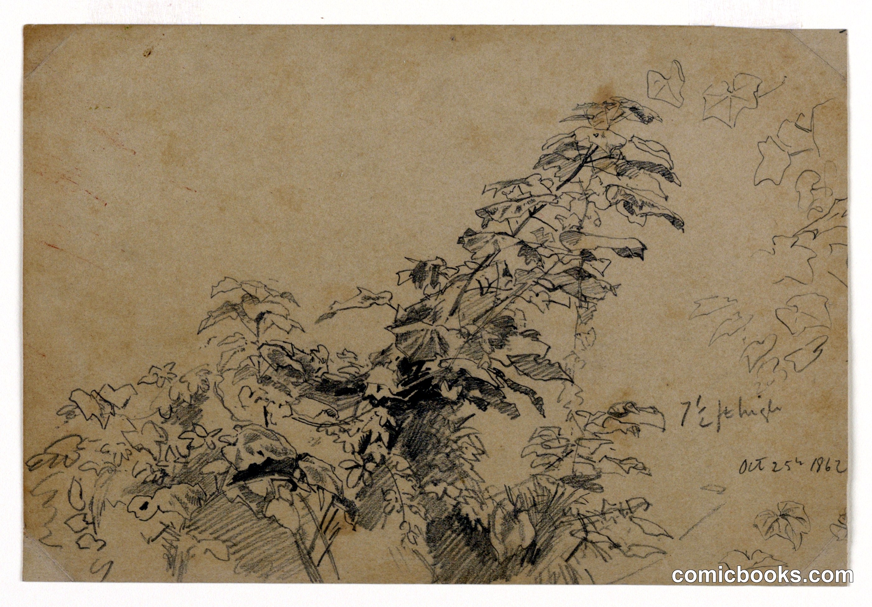 Study of Foliage
