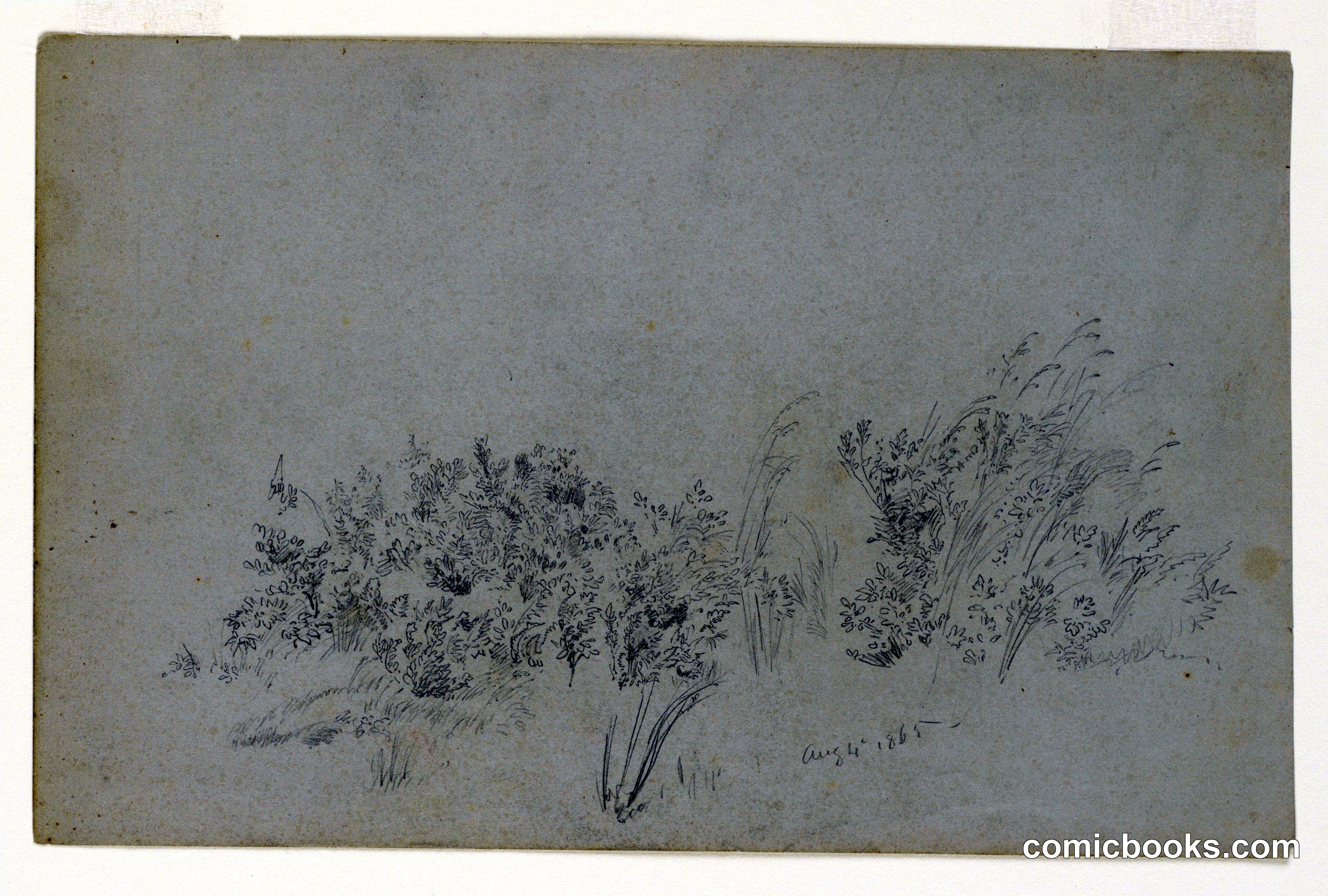 Study of Foliage
