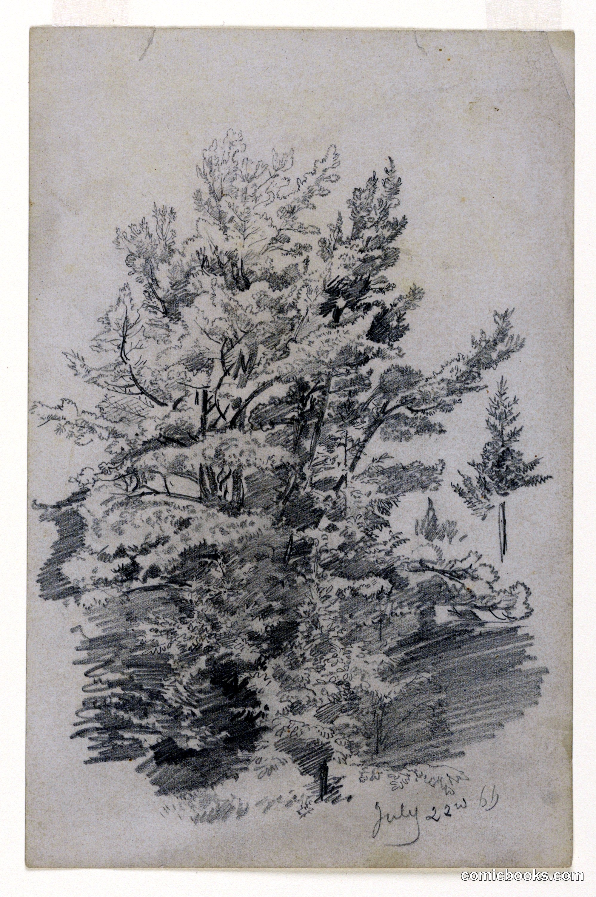 Study of Foliage