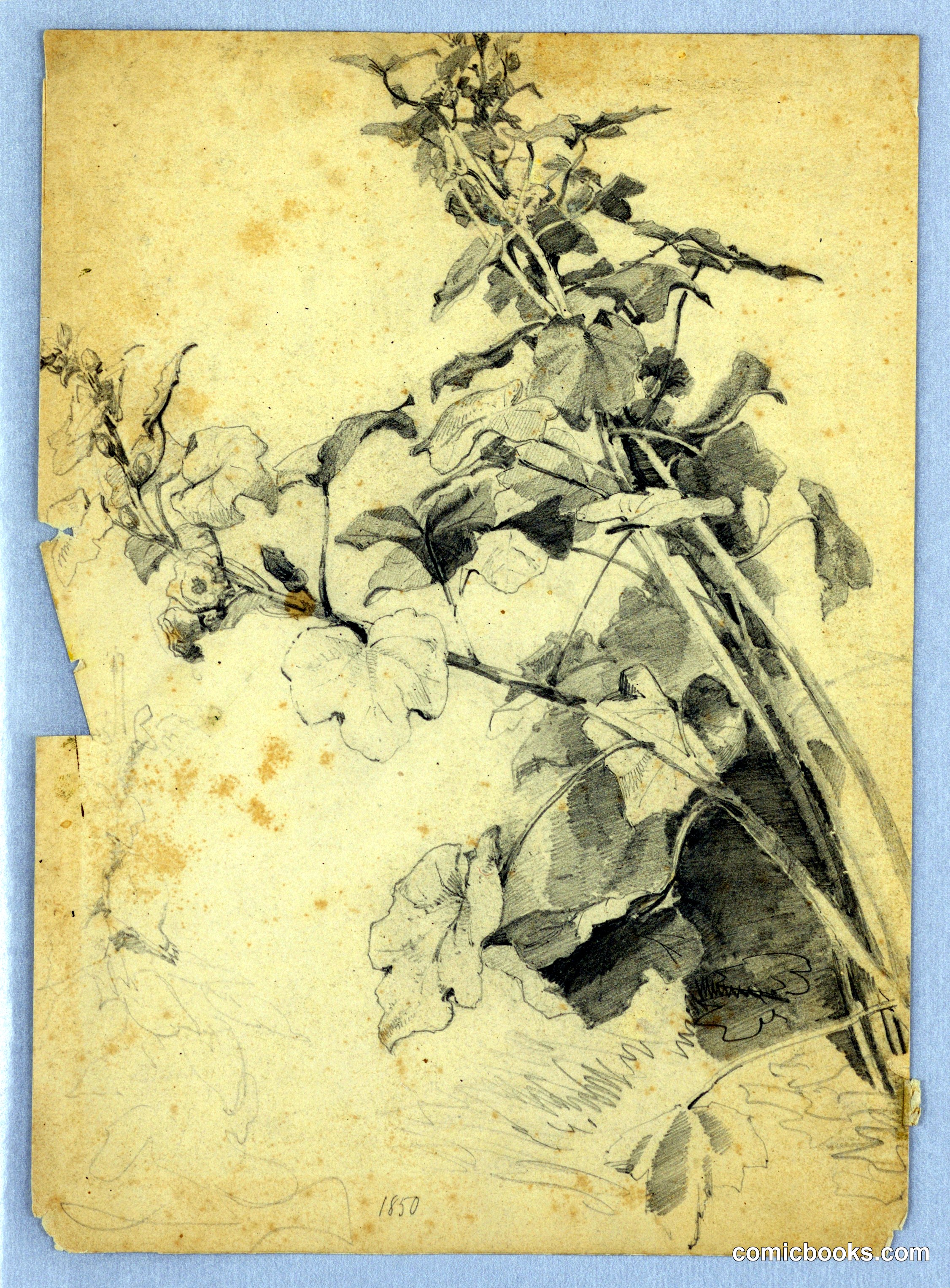 Study of Foliage