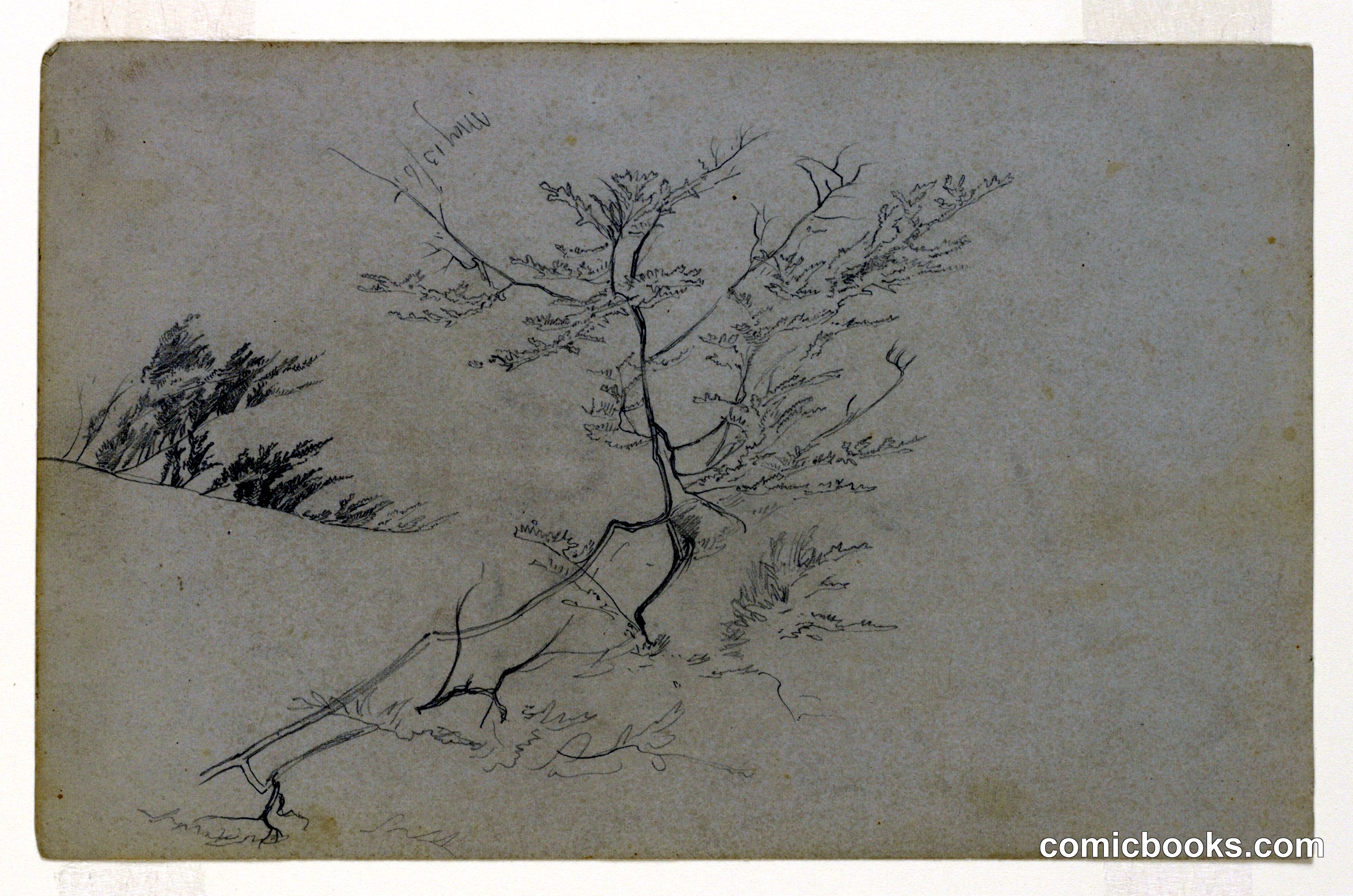 Study of Foliage