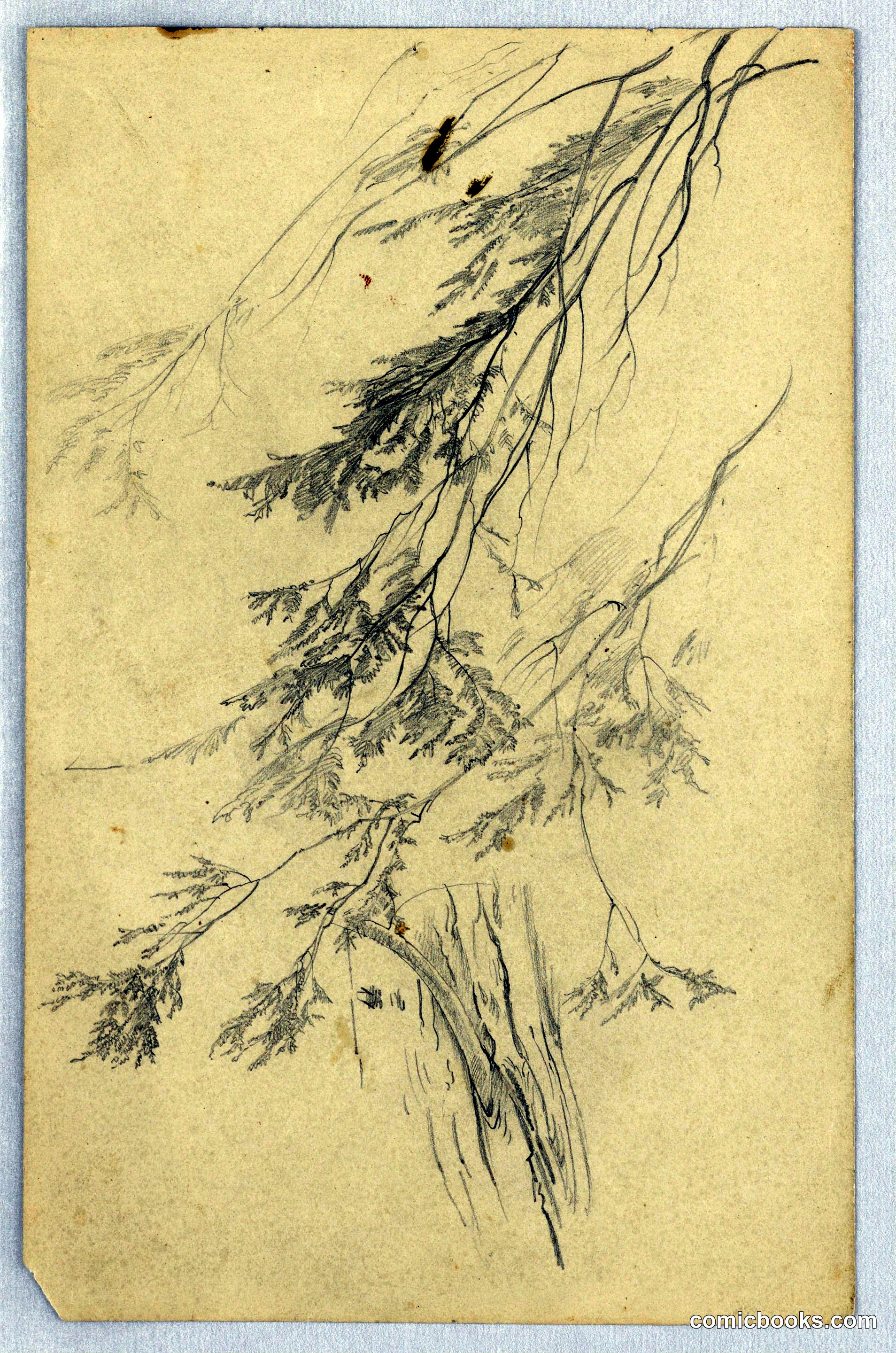 Study of Foliage