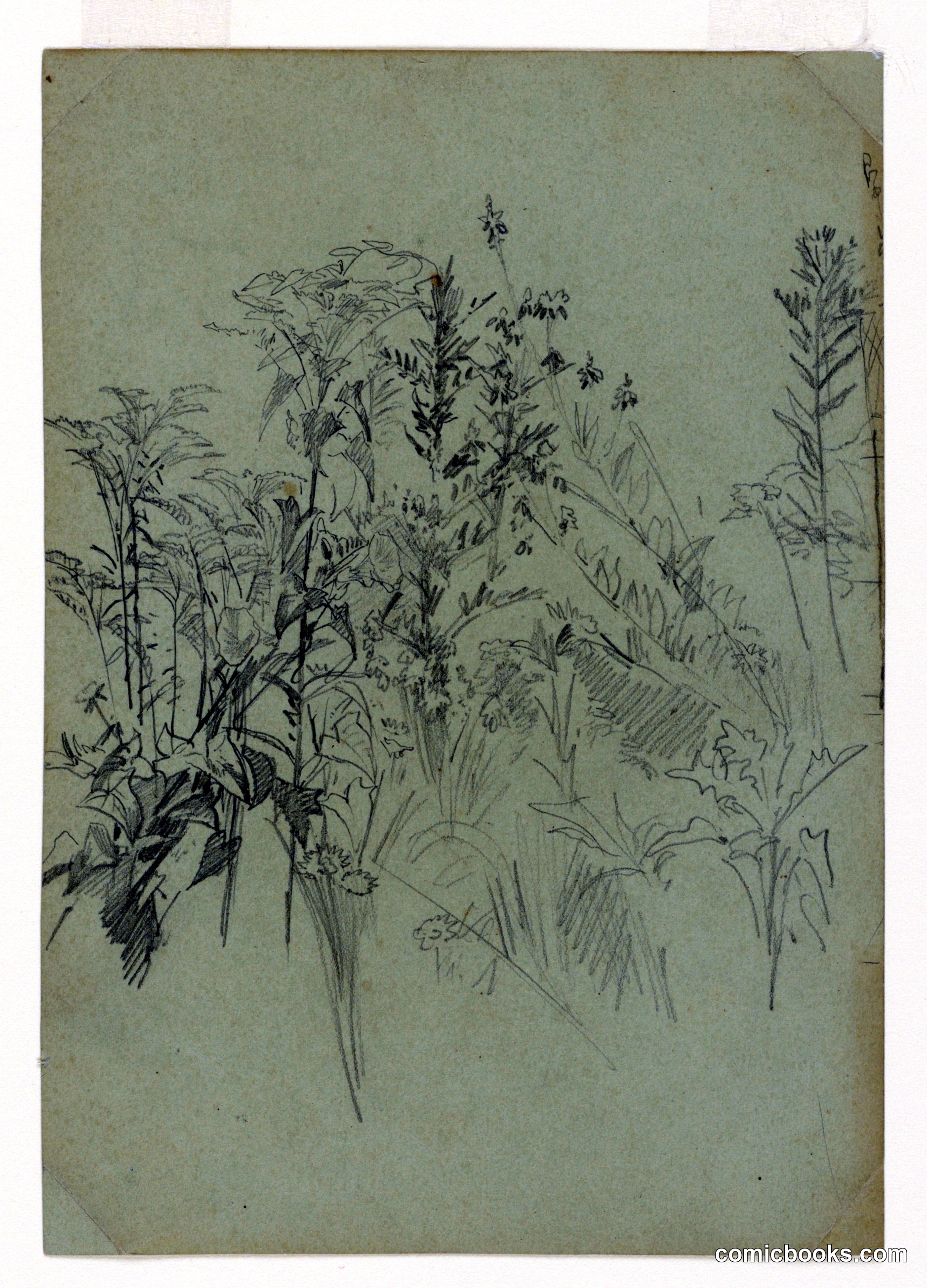 Study of Foliage