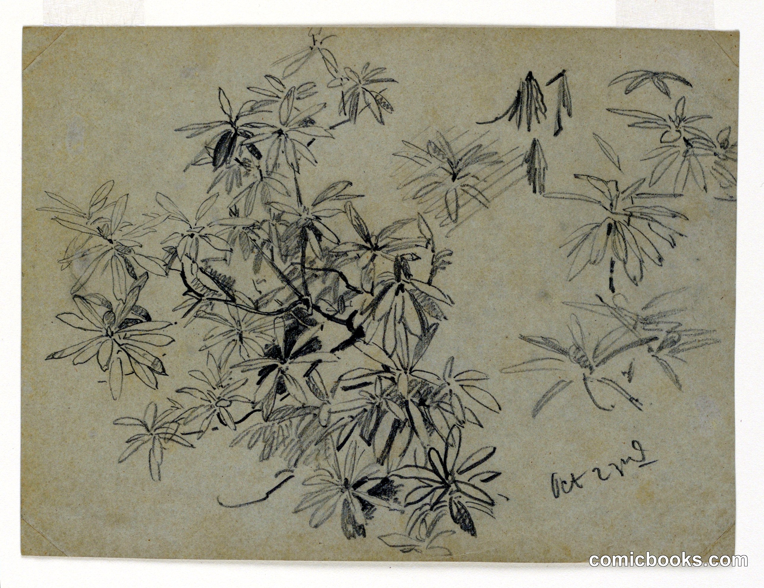 Study of Foliage