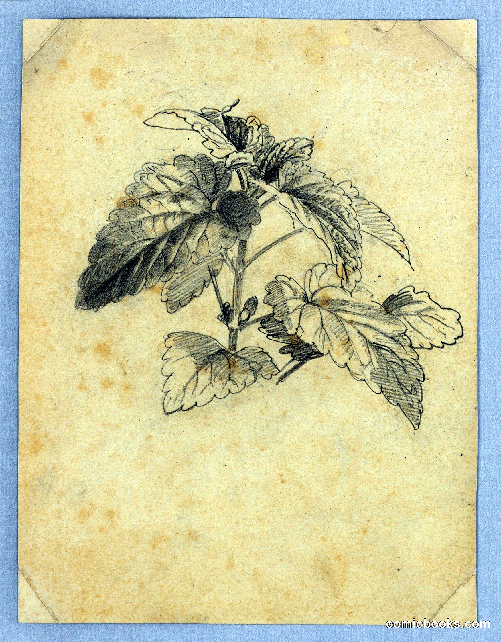 Study of Foliage