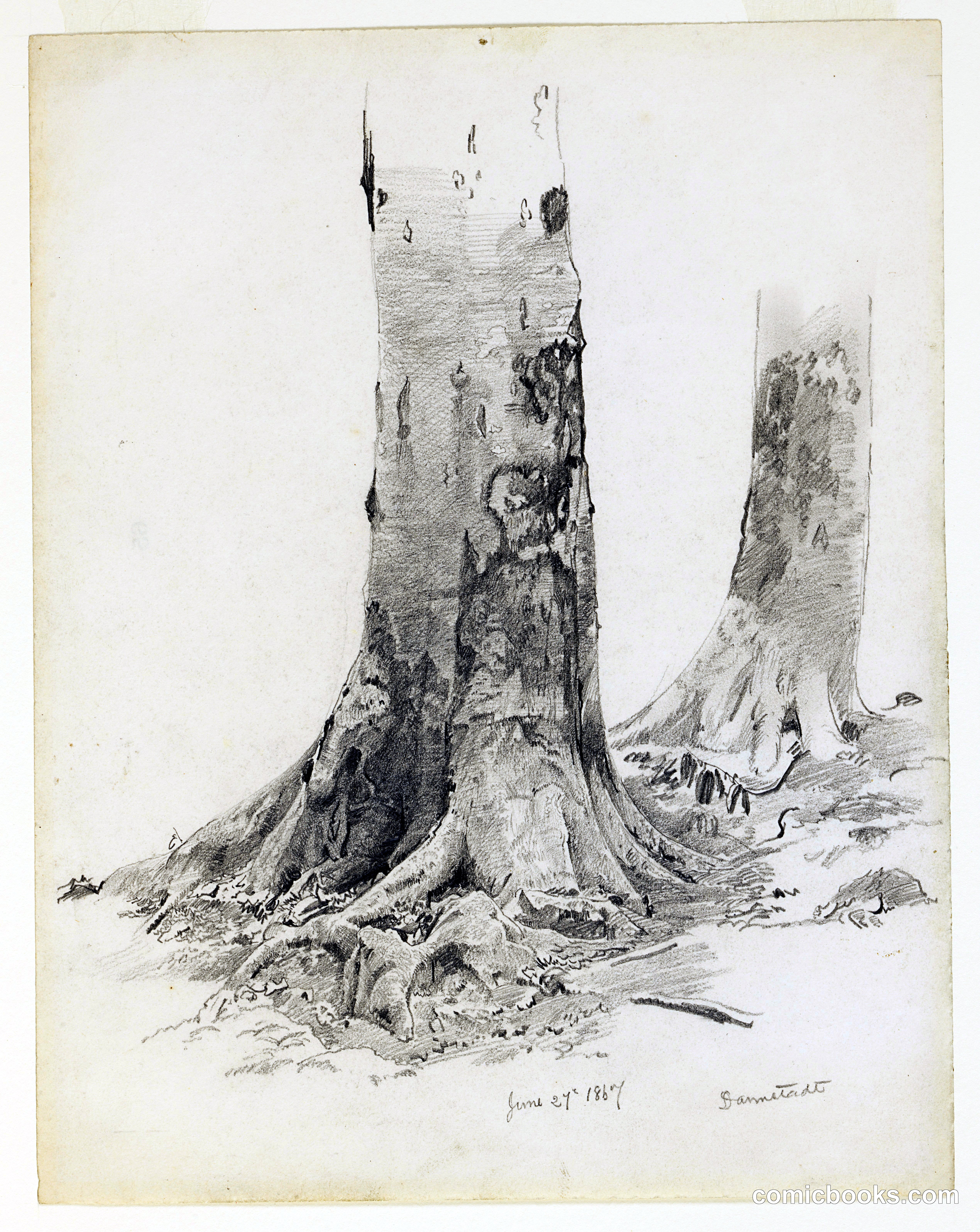 Tree Trunks, Darmstadt