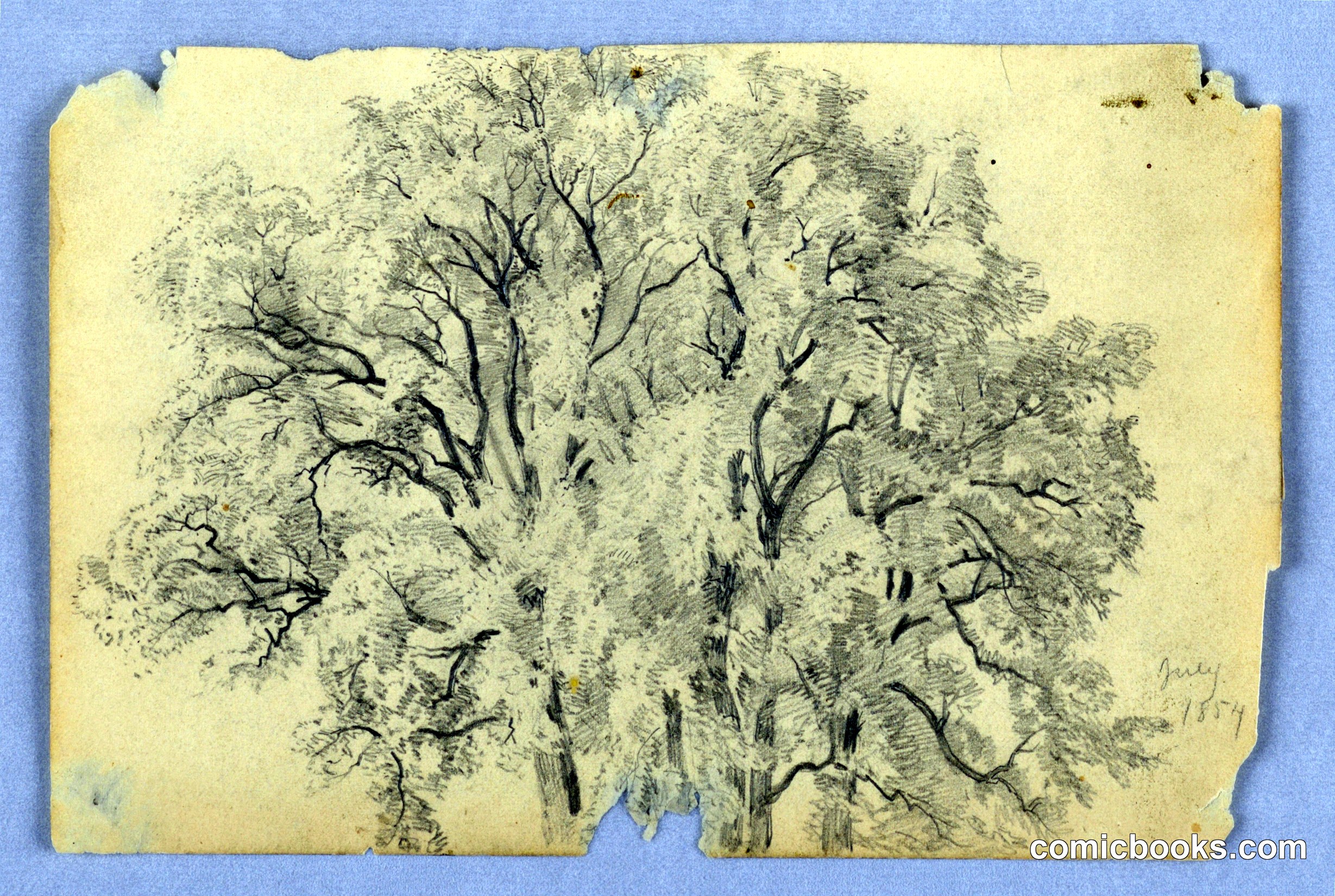 Study of Elm Tree