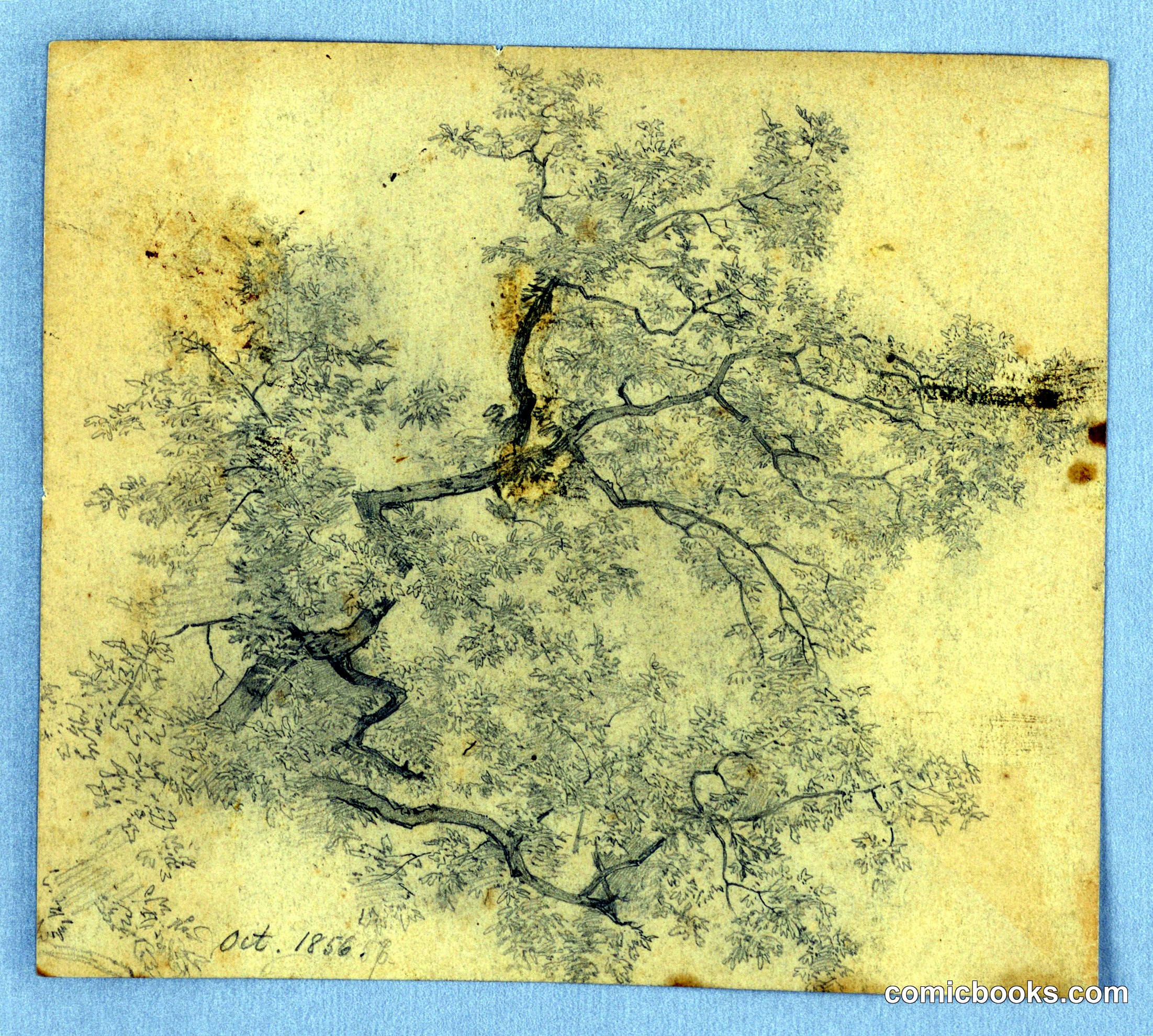 Study of Elm Tree