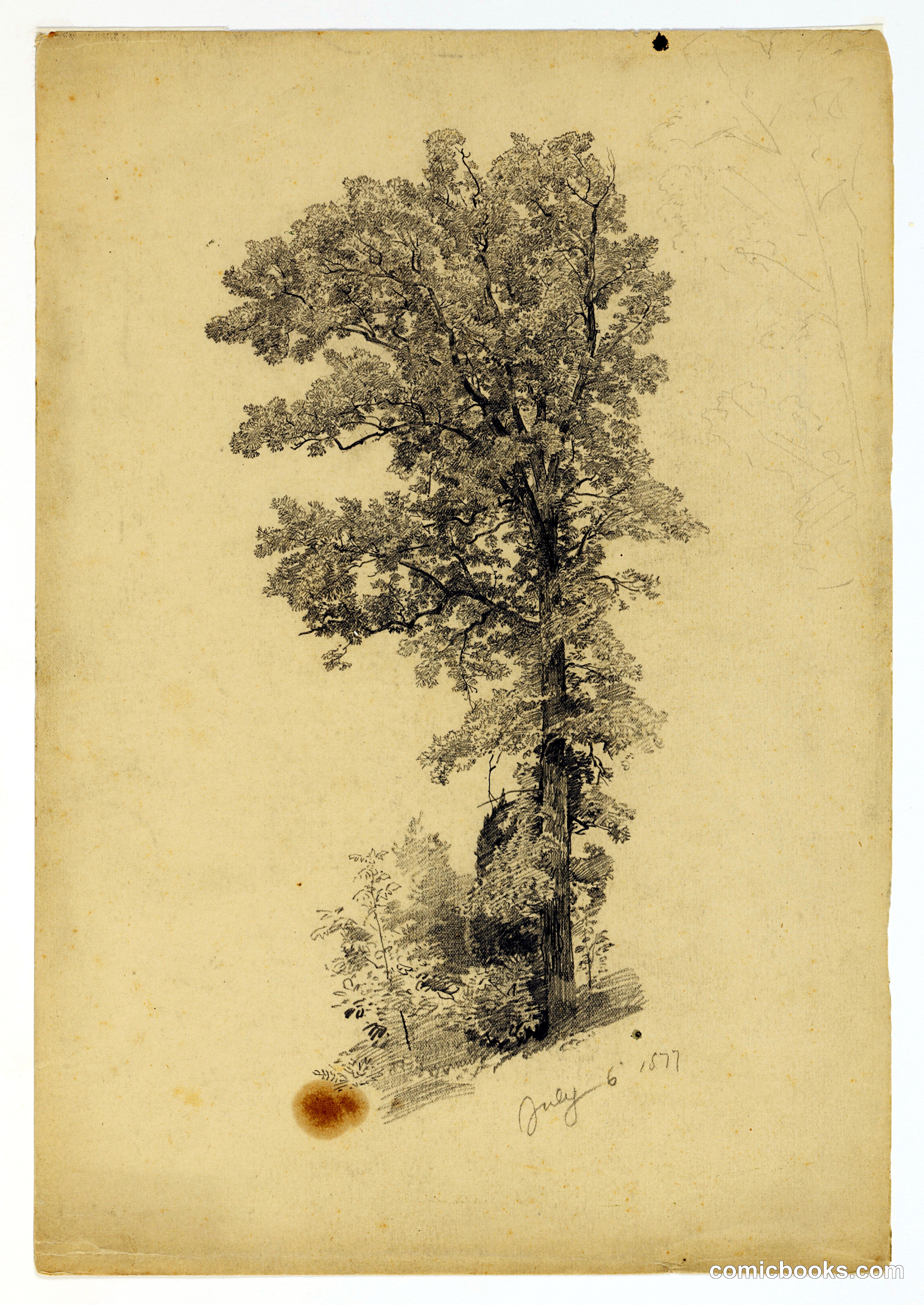 Study of Foliage