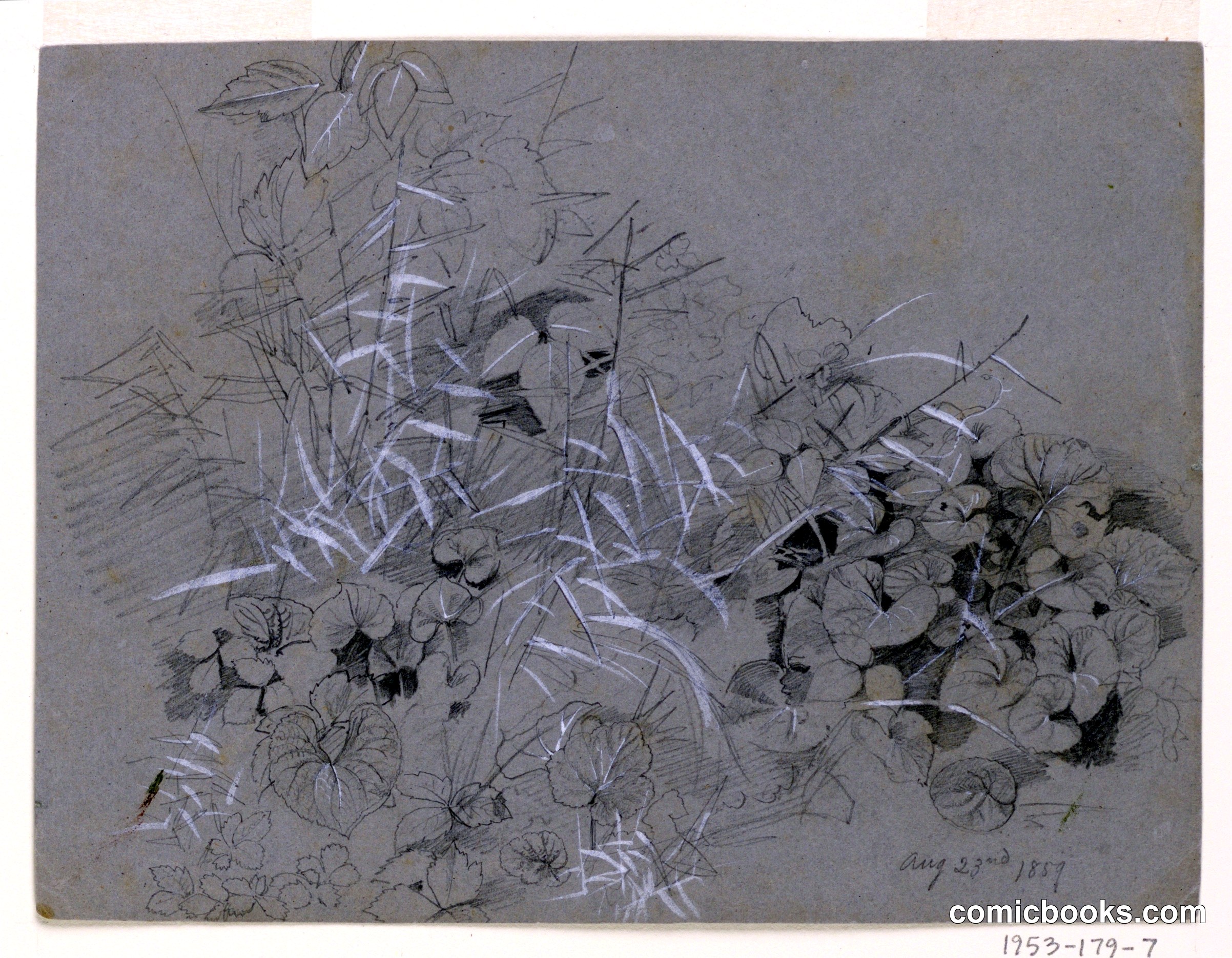 Study of Violet Leaves and Grass
