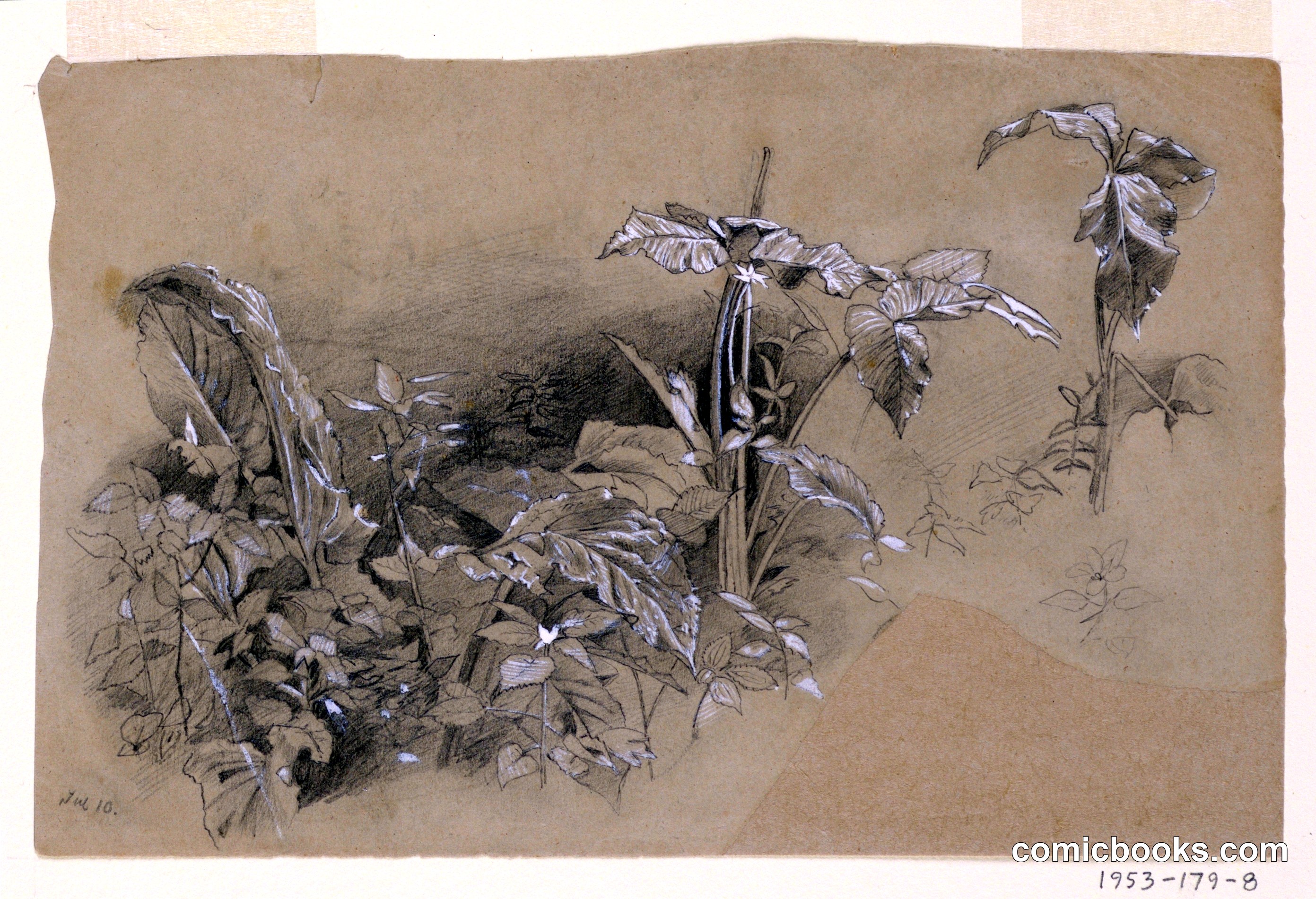 Study of Foliage