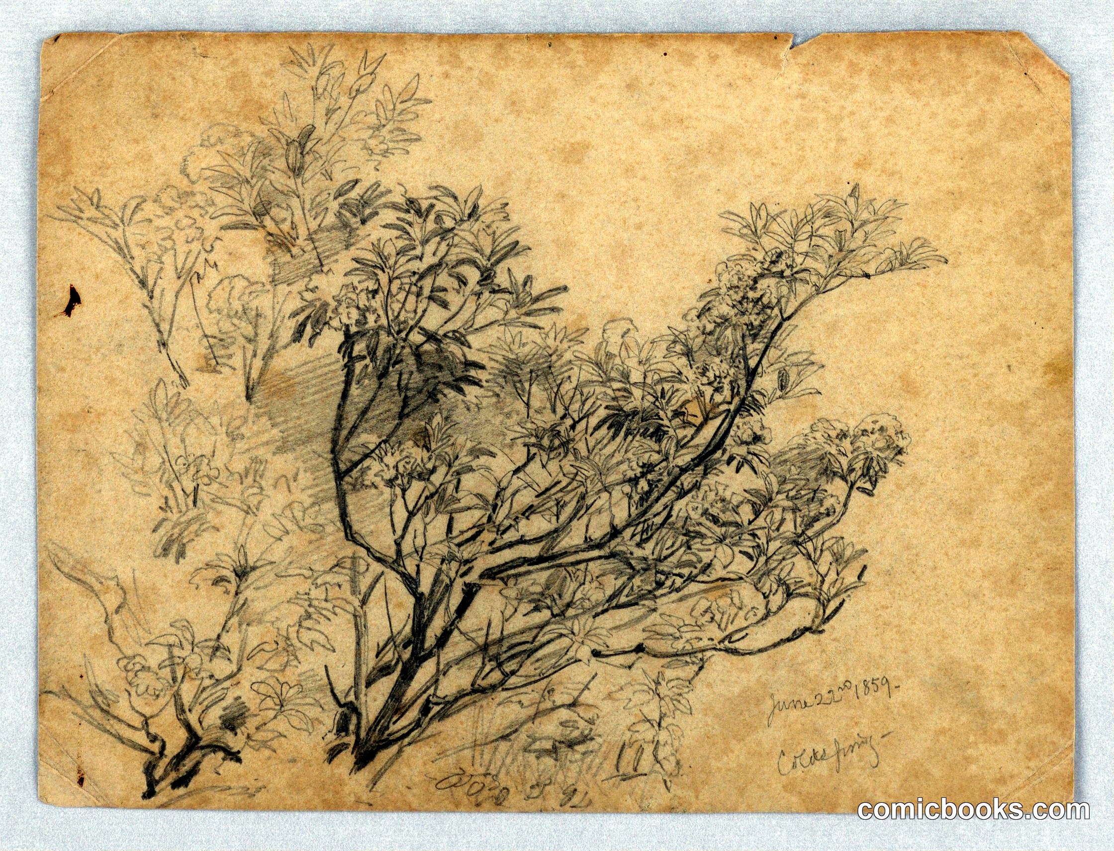 Study of Foliage
