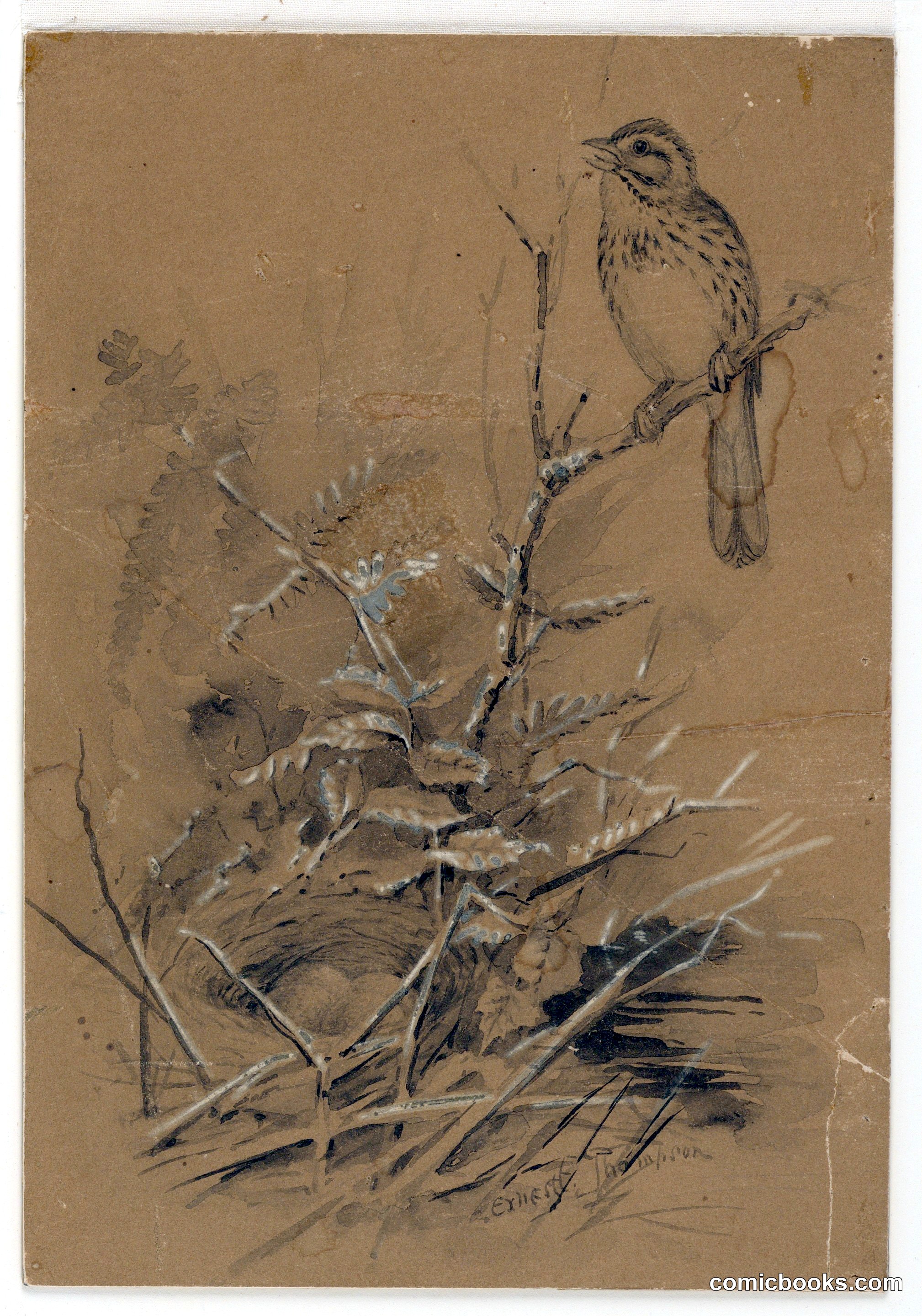 Song Sparrow