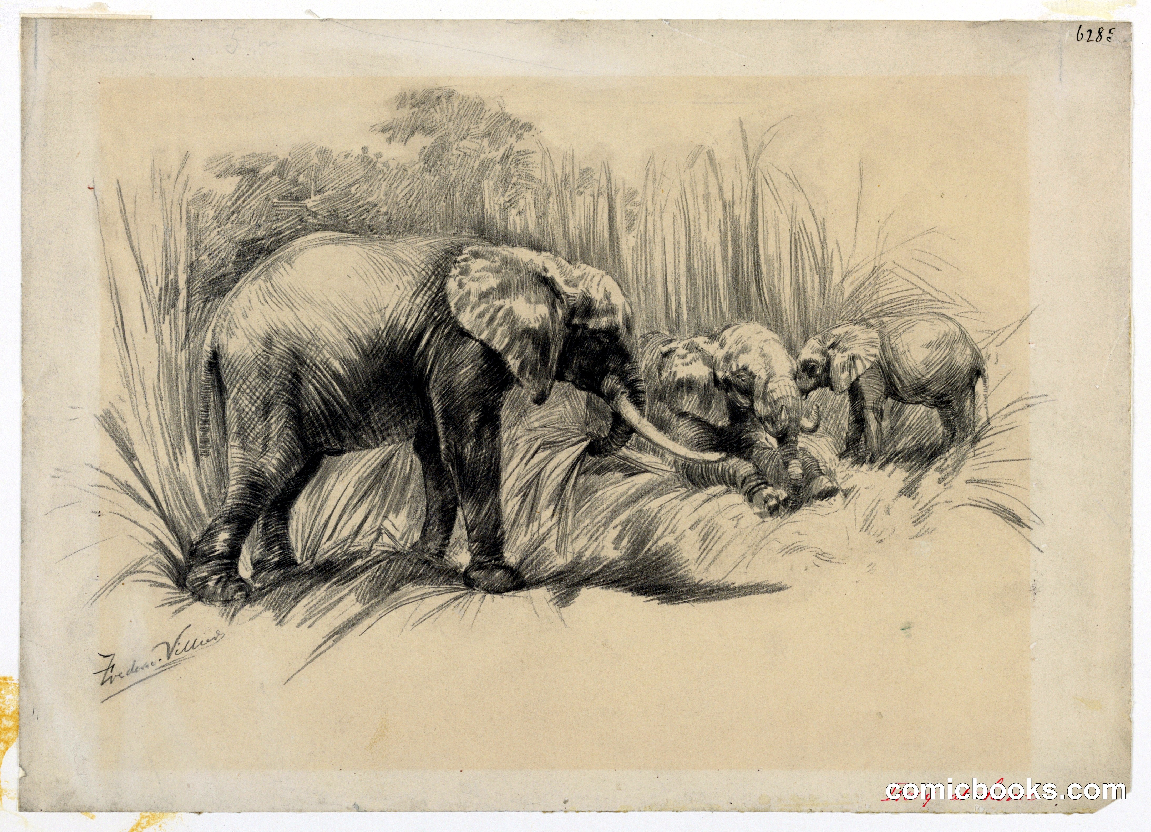 Ivory at Home