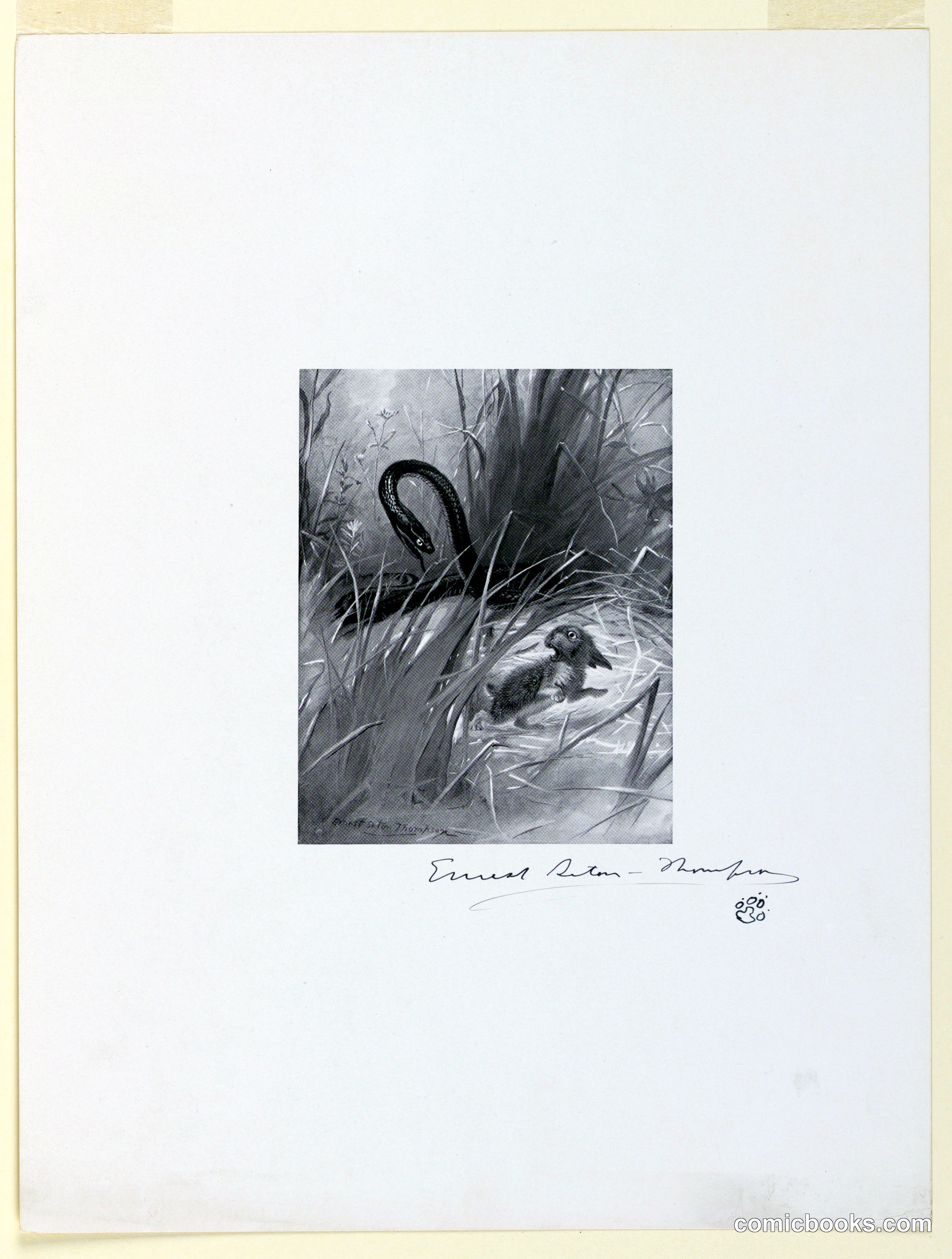 Ernest Thompson Seton, Illustration