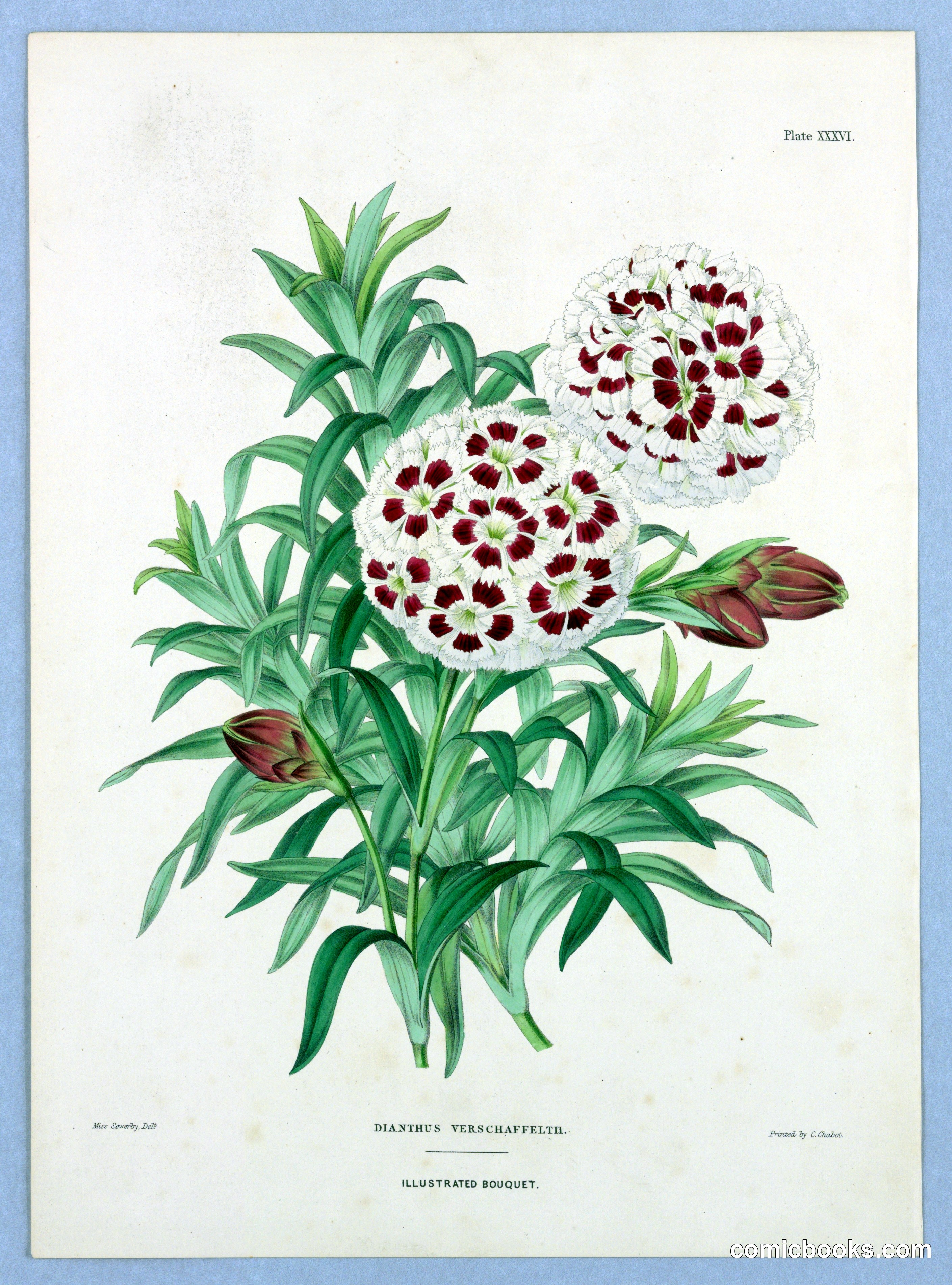 Dianthus verschaffelthii, Plate XXXVI