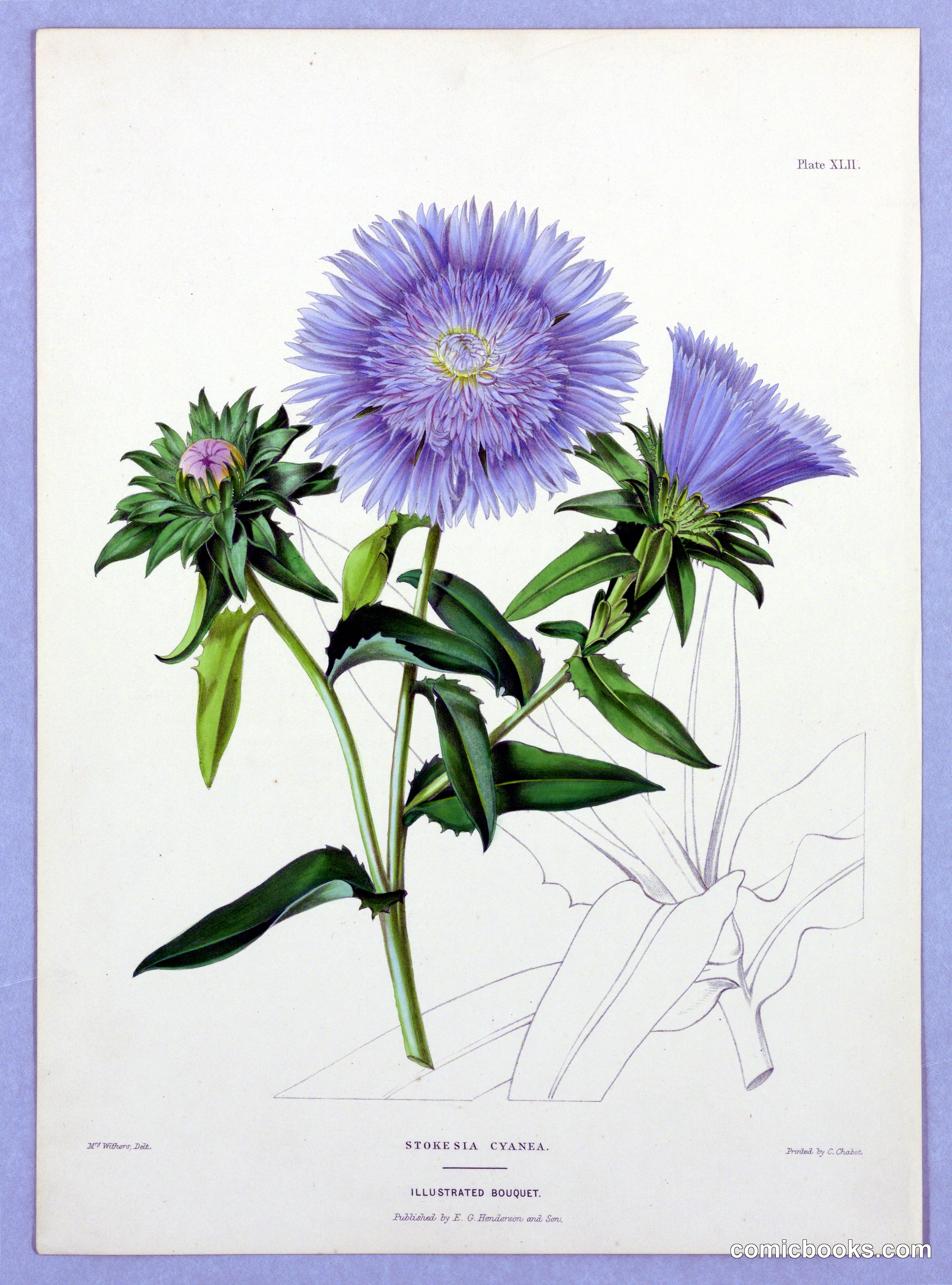 Stokesia Cyanea