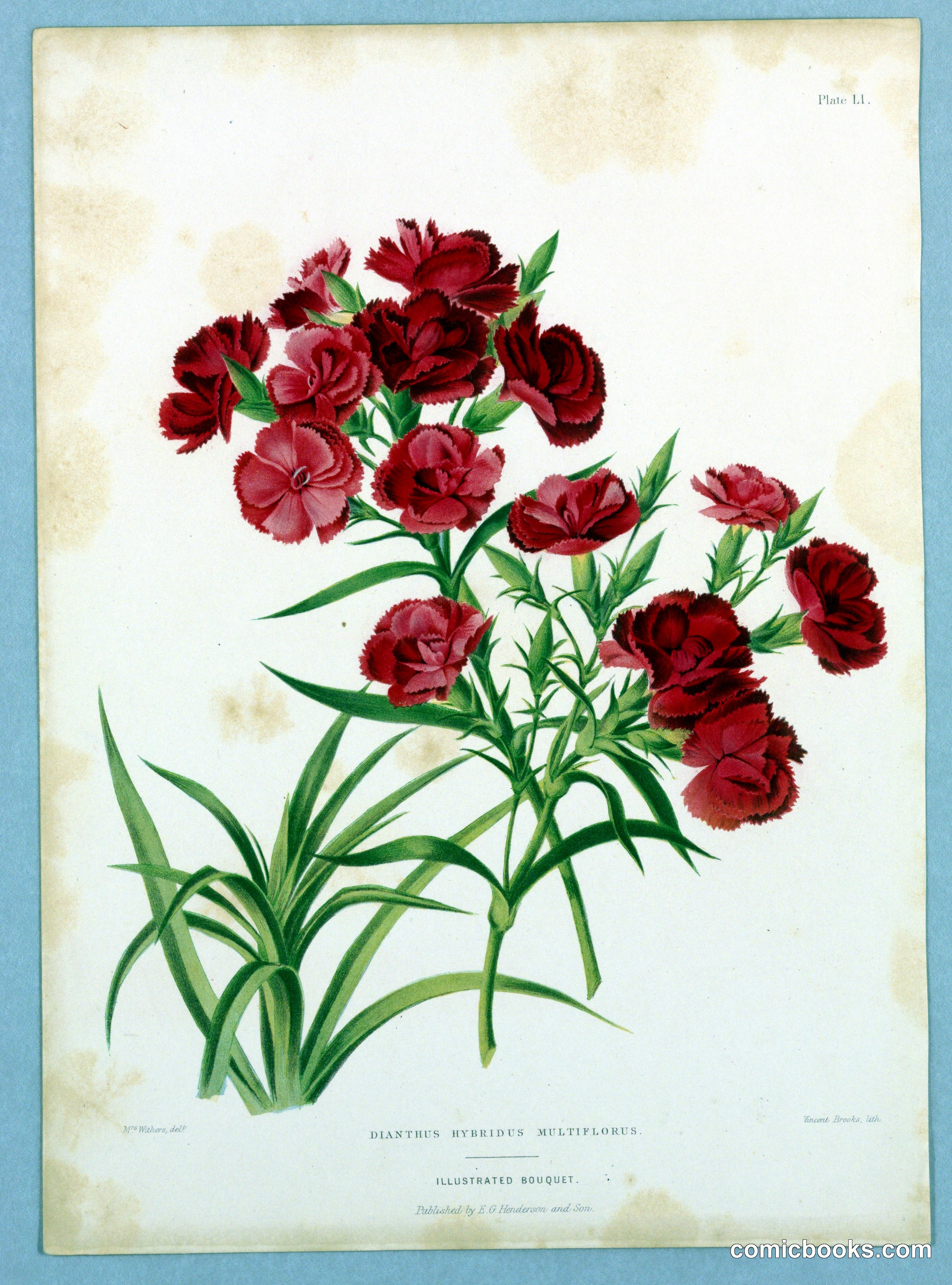 Dianthus Hybridus Multiflorus