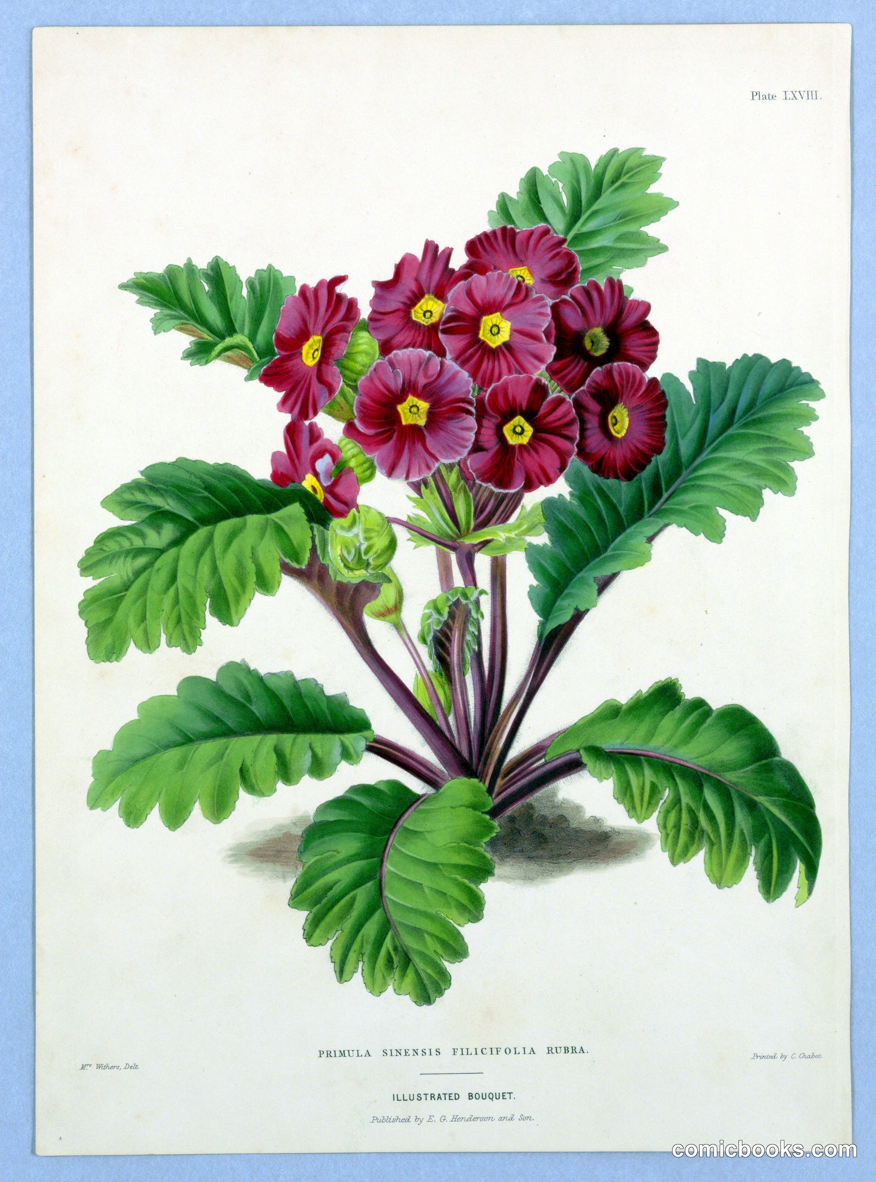 Primula Sinensis Filicifolia Rubra