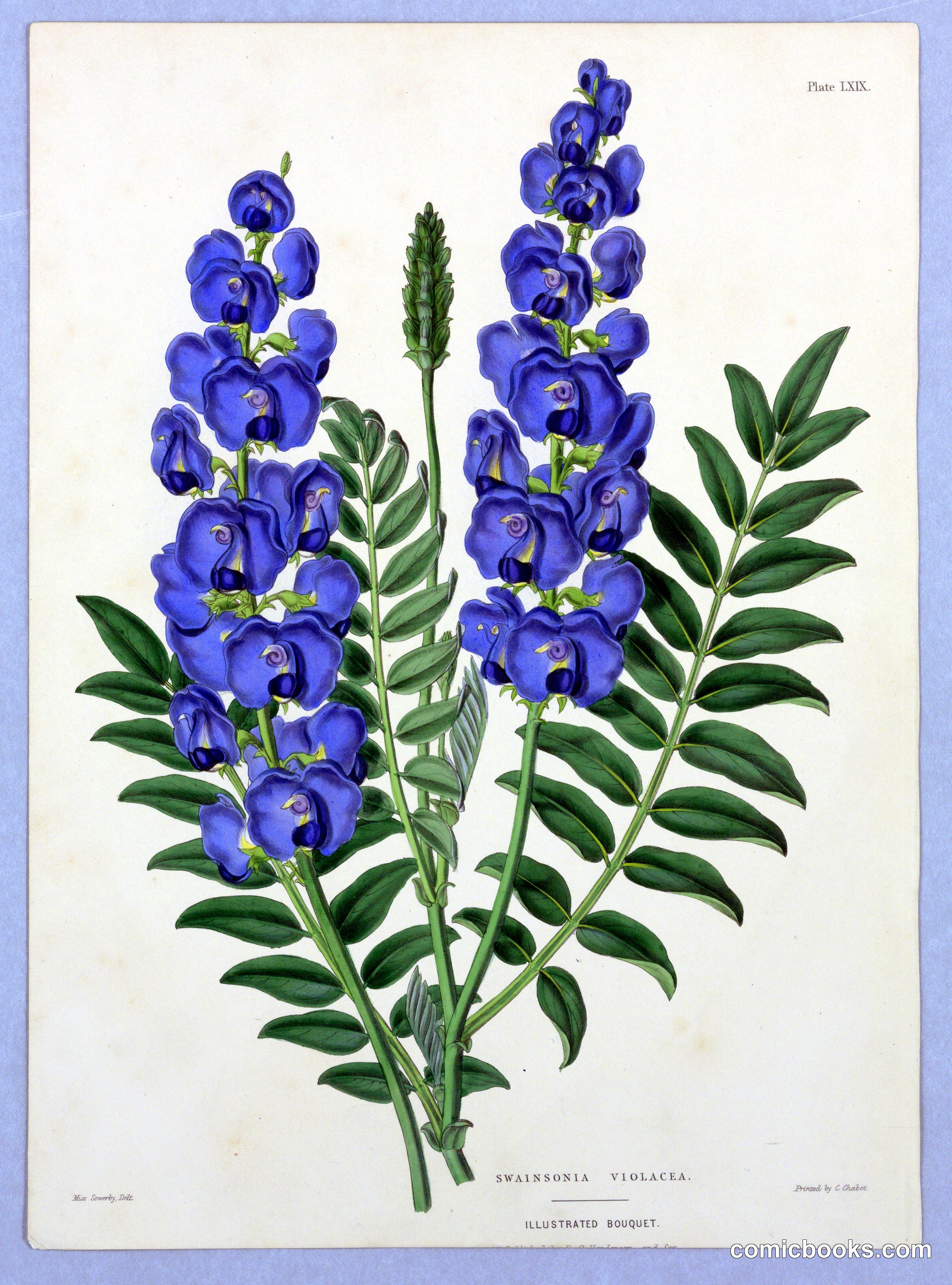 Swainsonia Violacea