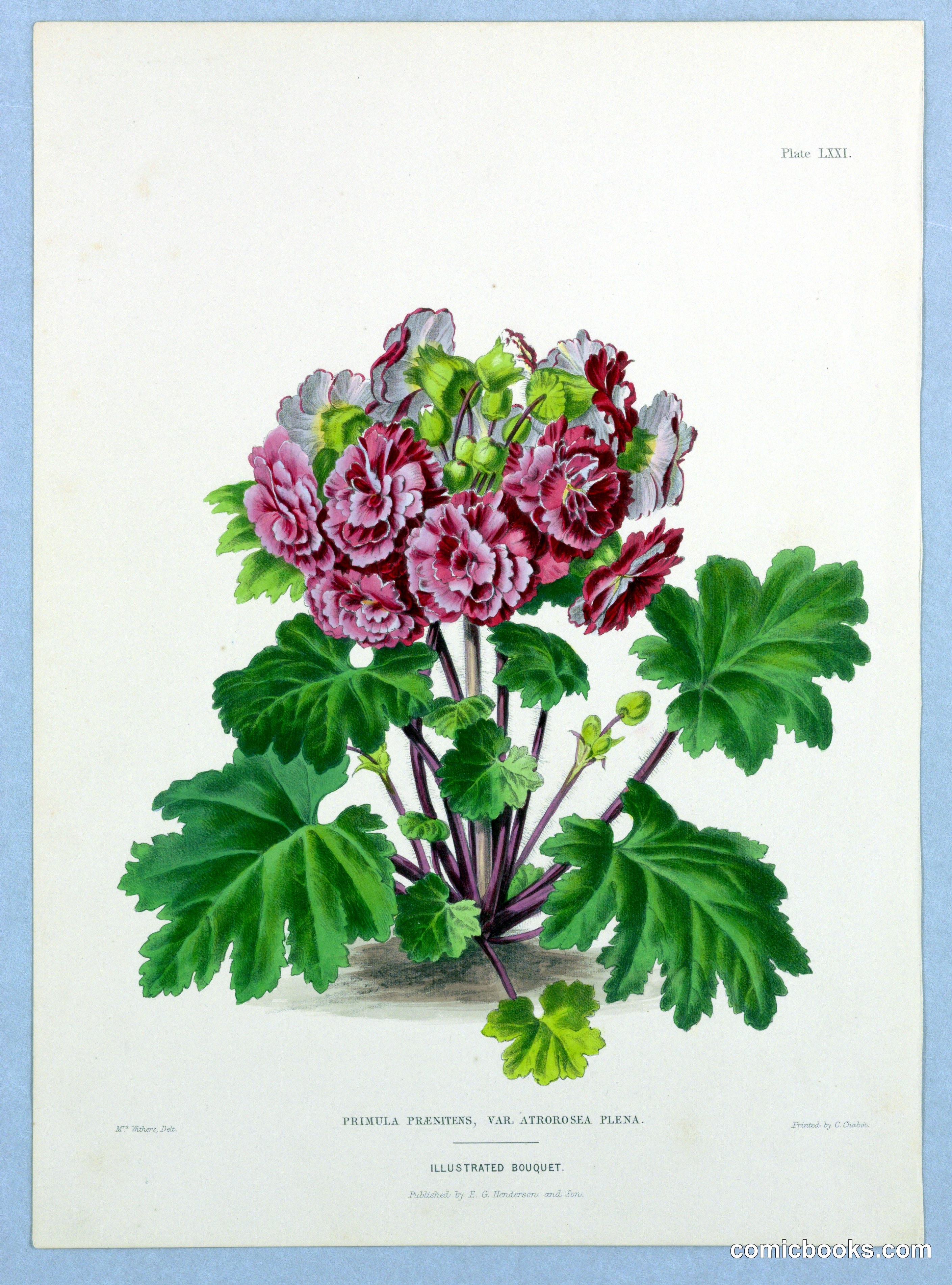 Primula Praenitens, Var. Atrorosea Plena