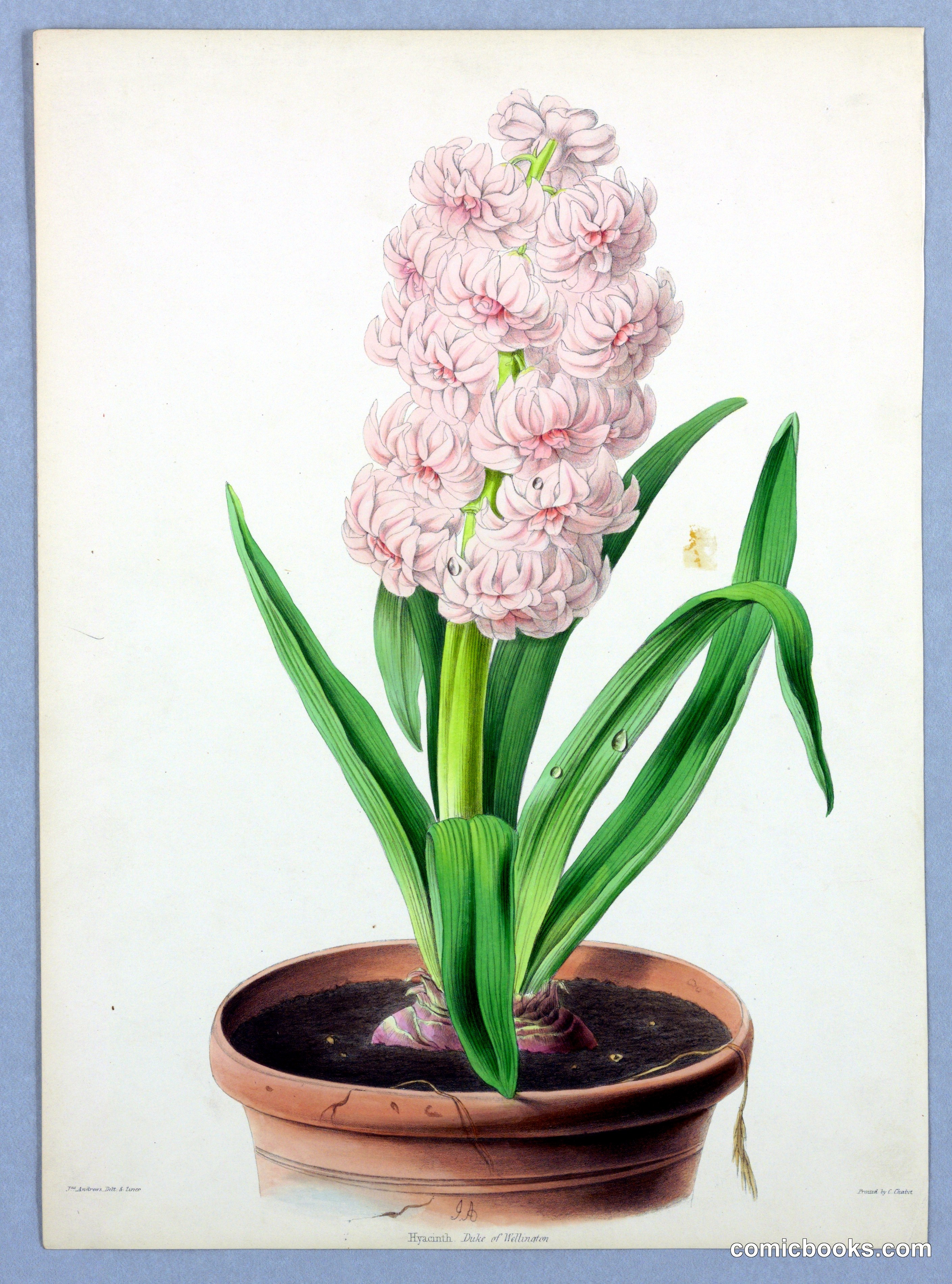 Hyacinth, Duke of Wellington