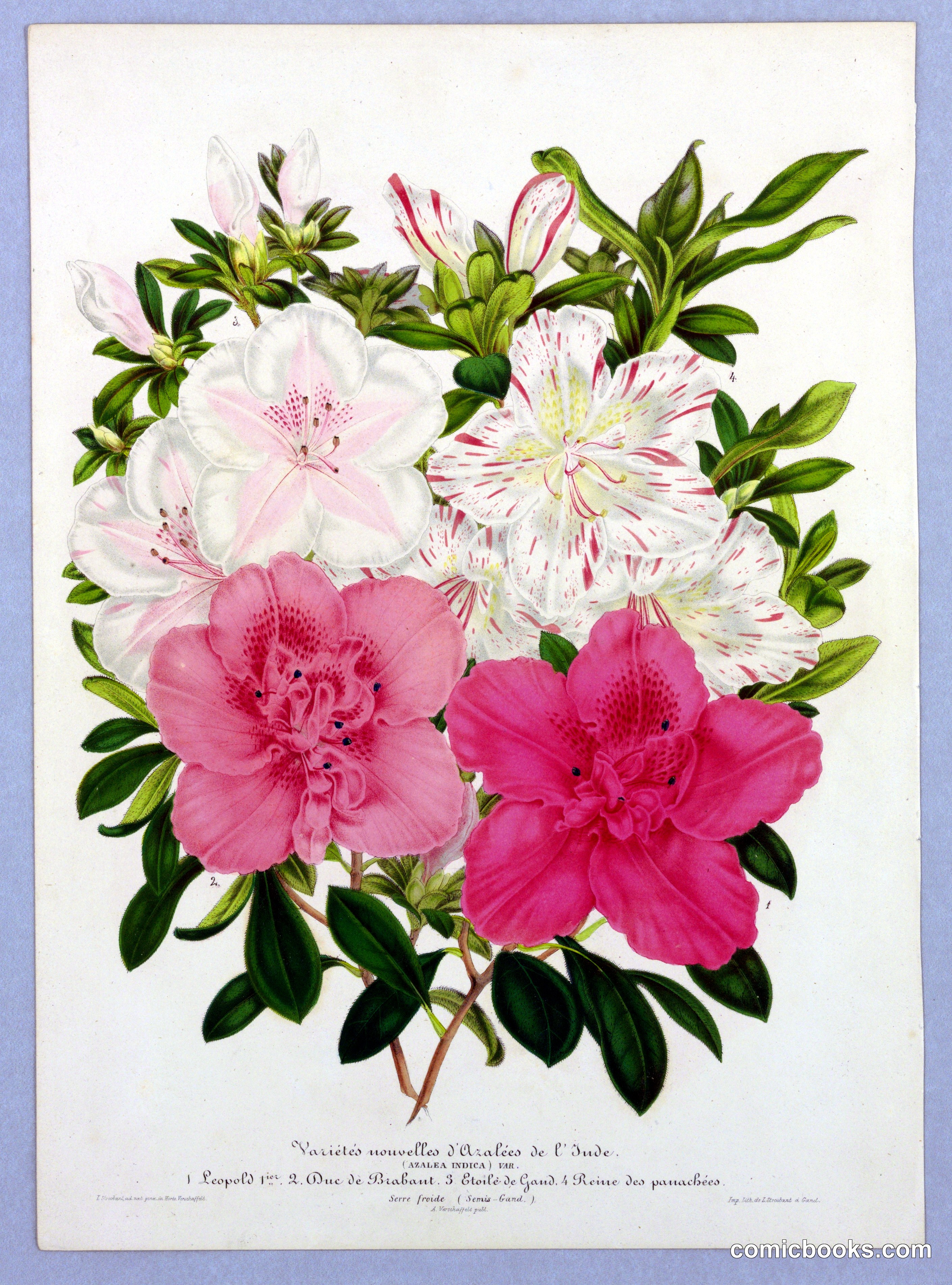 Variétés Nouvelles d'Azalées de l'Inde (New Varieties of Indian Azaleas)