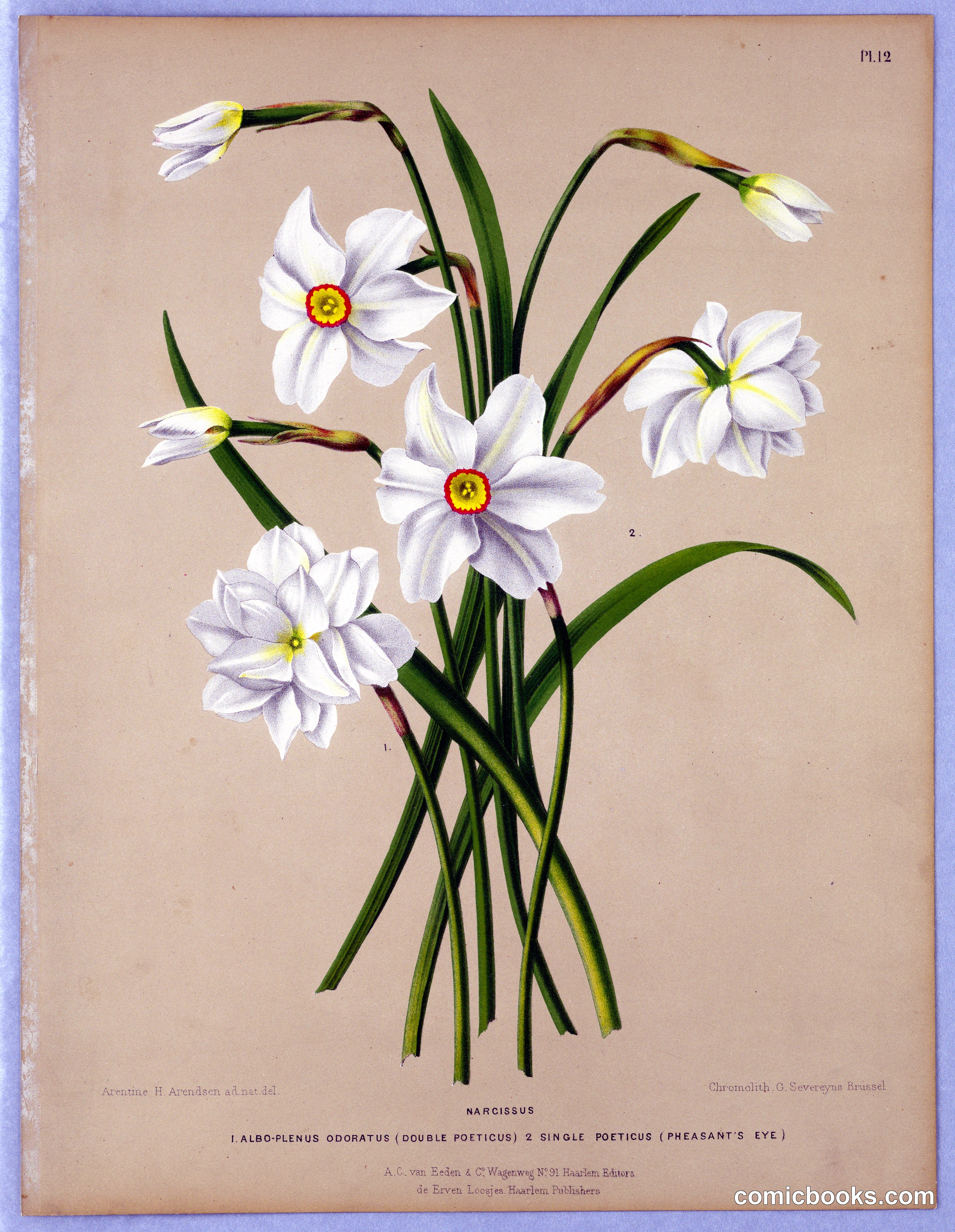 Narcissus: Double Poeticus and Single Poeticus (Pheasant's Eye)