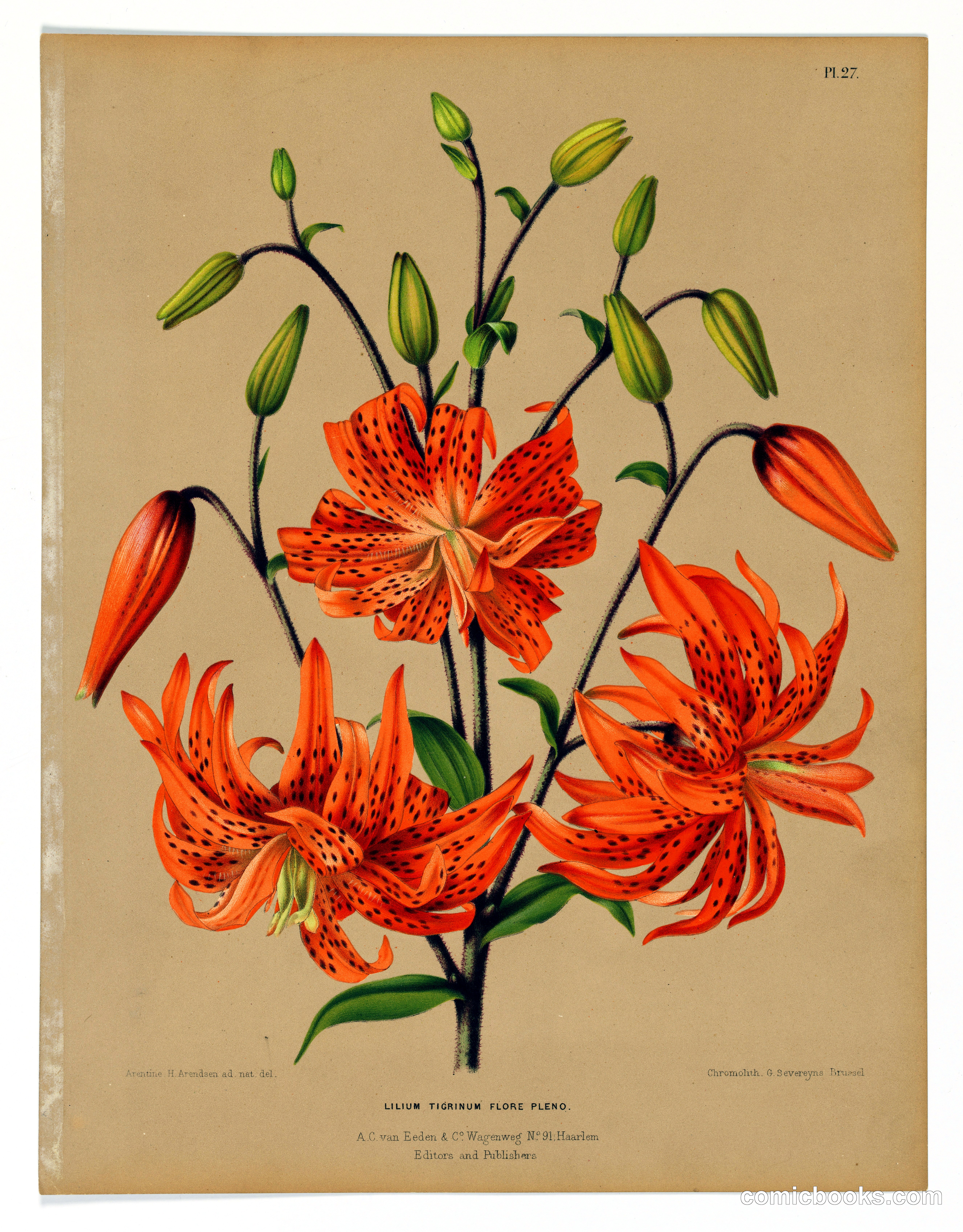 Lilium Tigrinum Flore Pleno