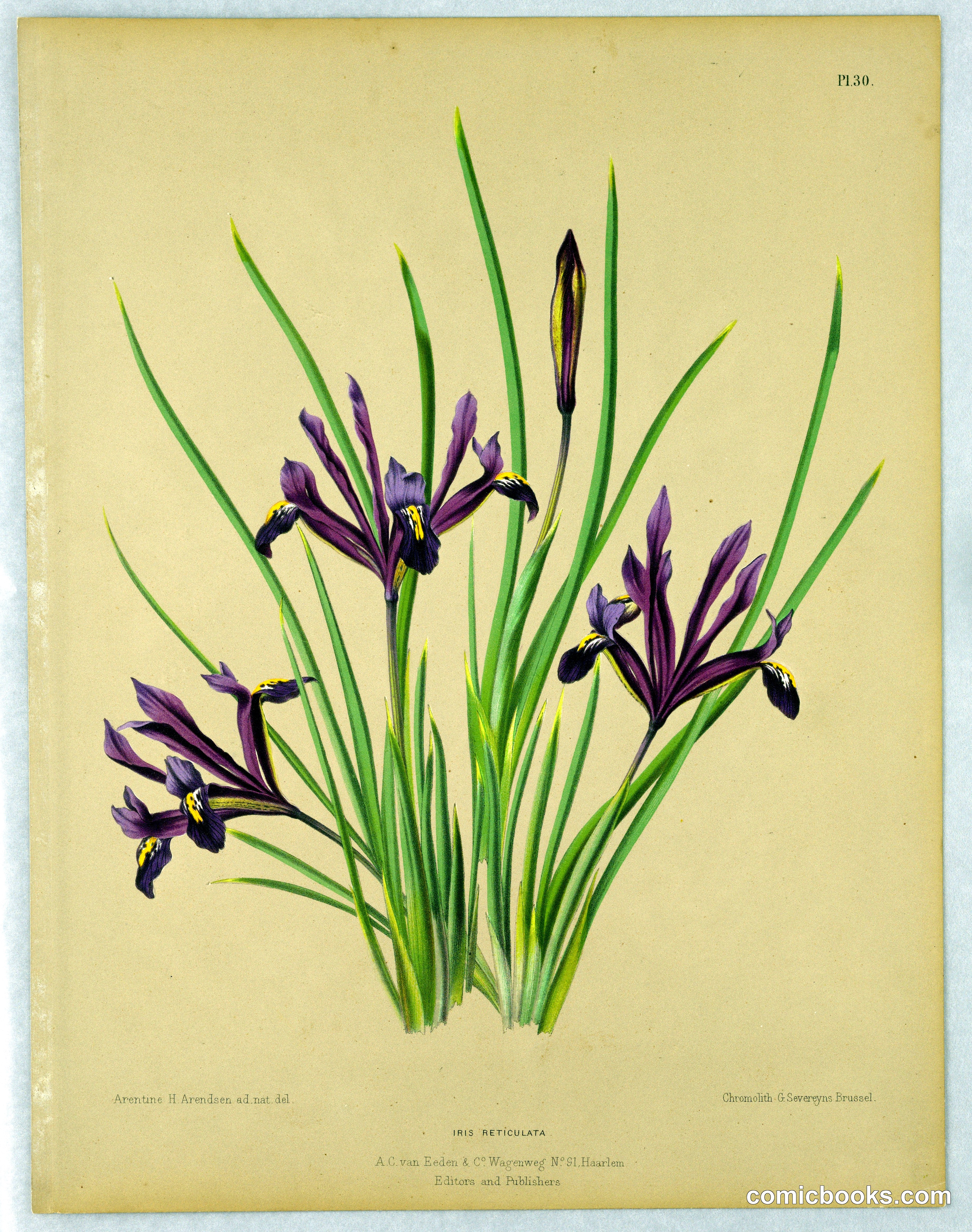 Iris Reticulata