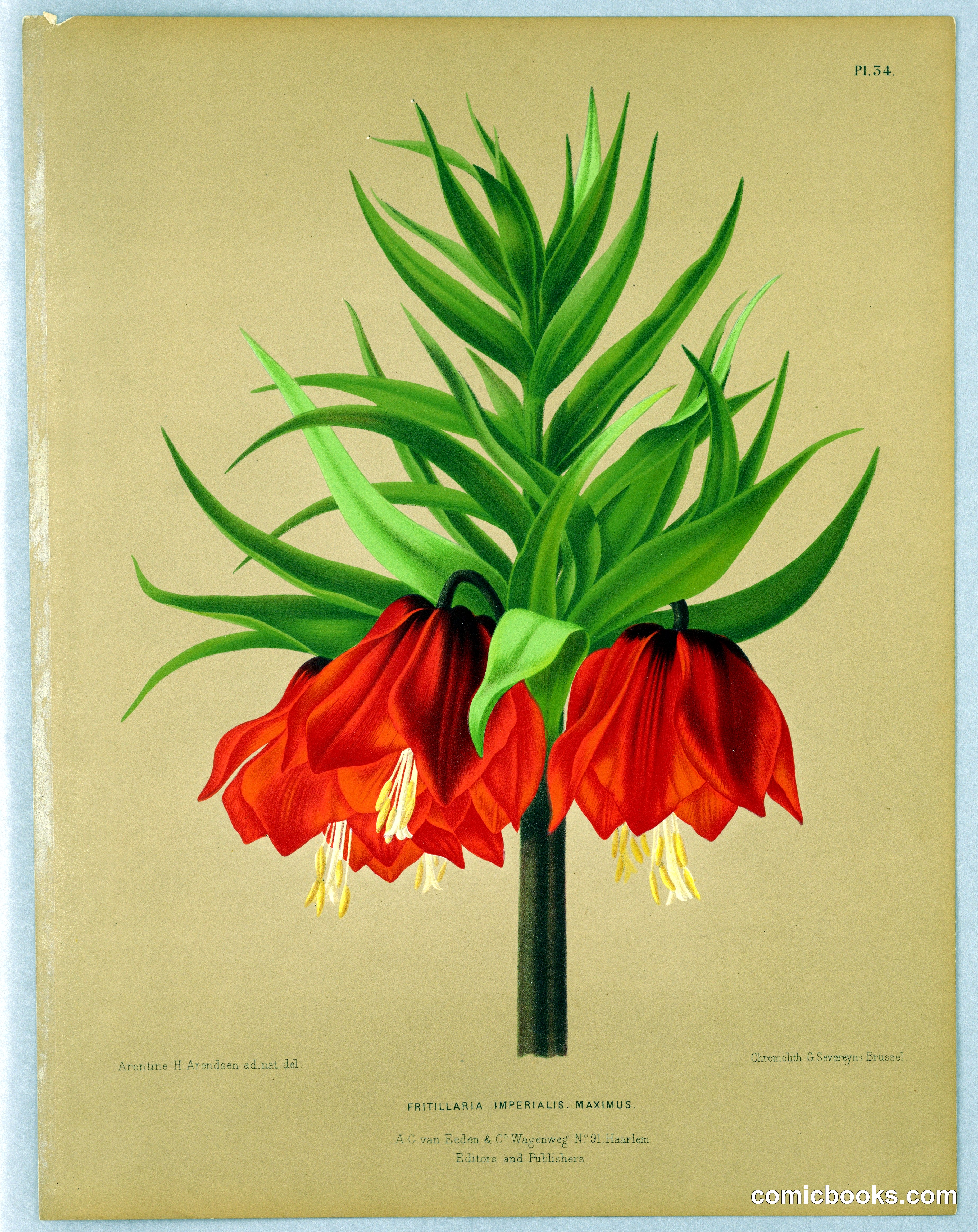 Fritillaria Imperialis Maximus