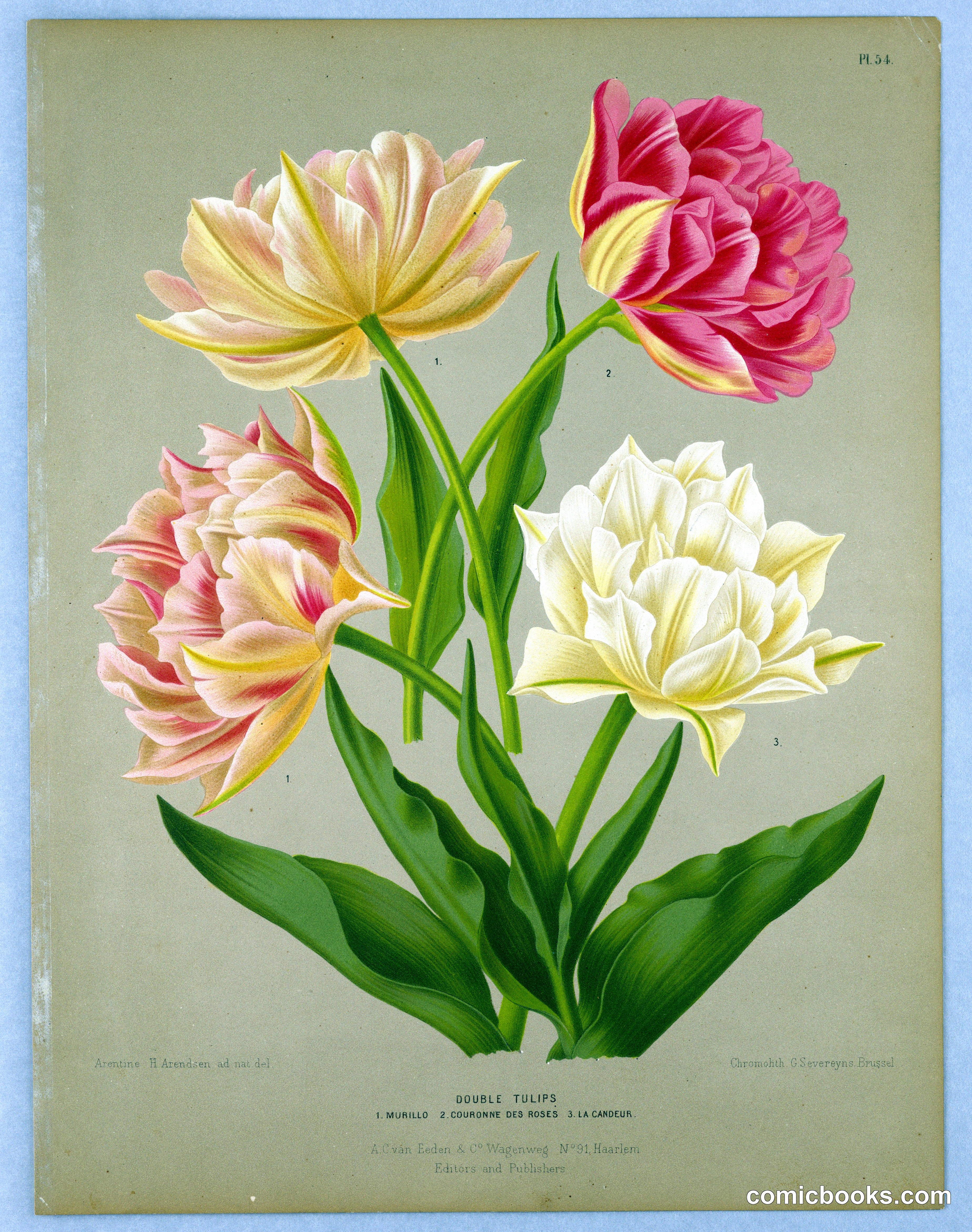 Double Tulips, Plate 54
