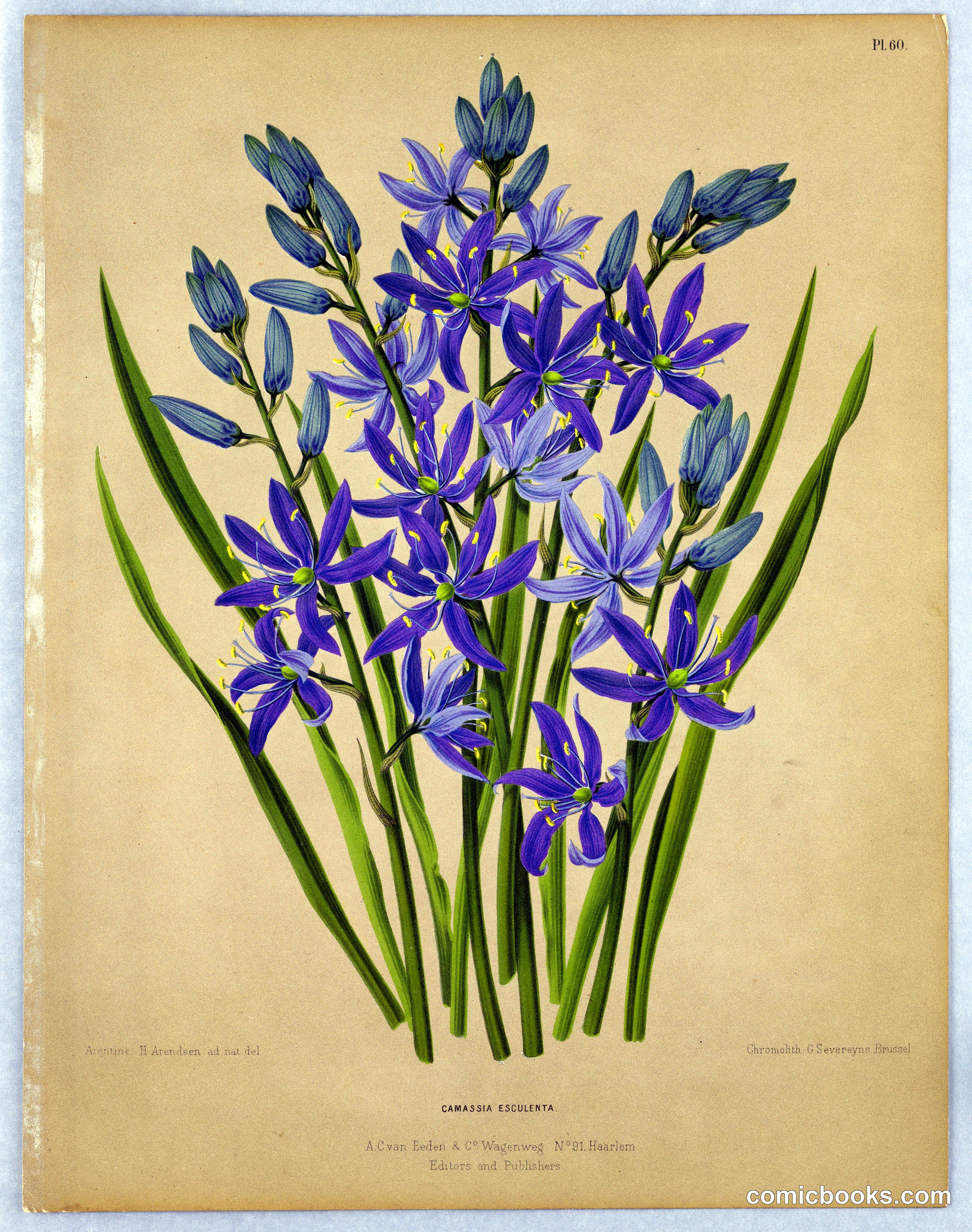 Camassia Esculenta