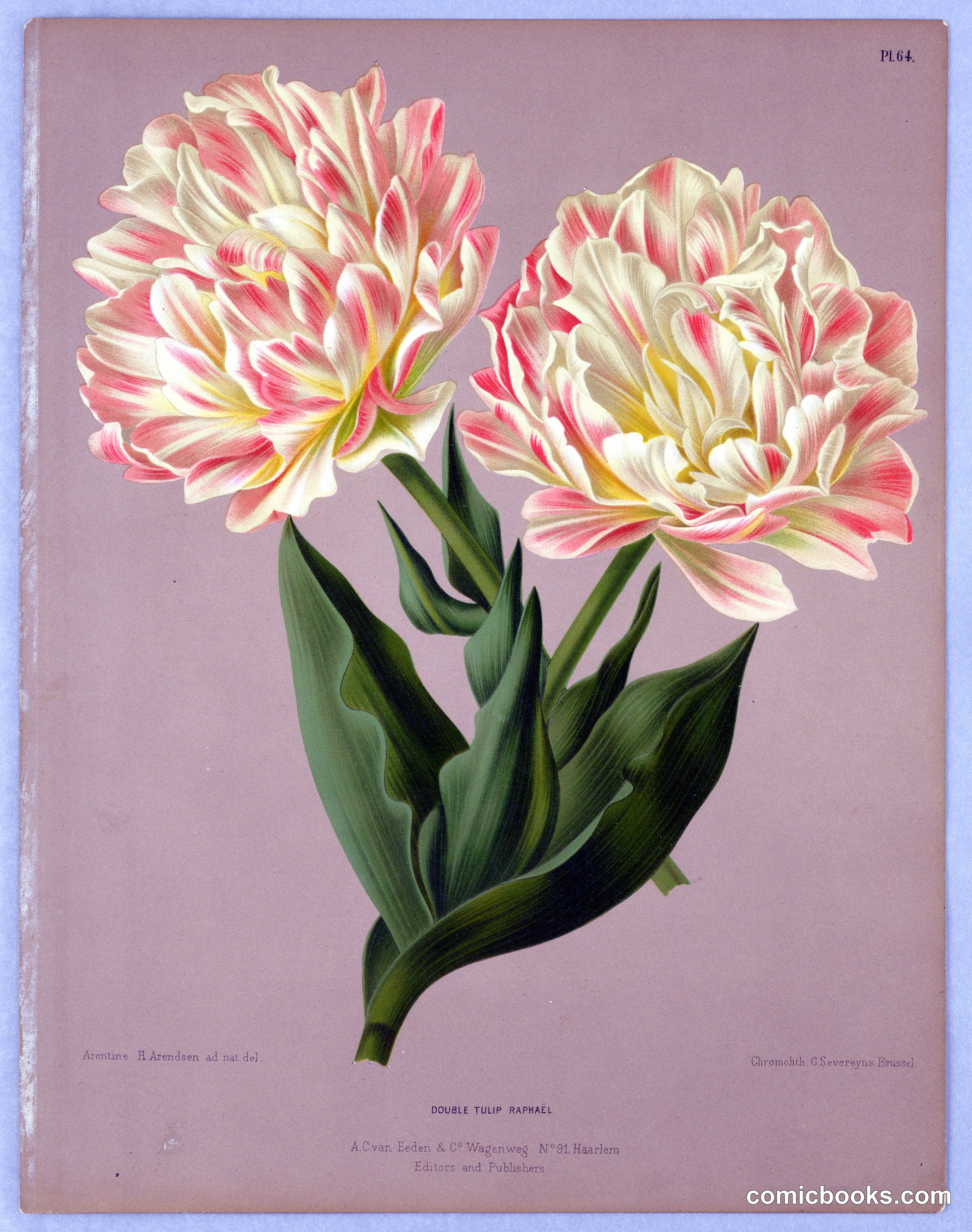 Double Tulip Raphaël