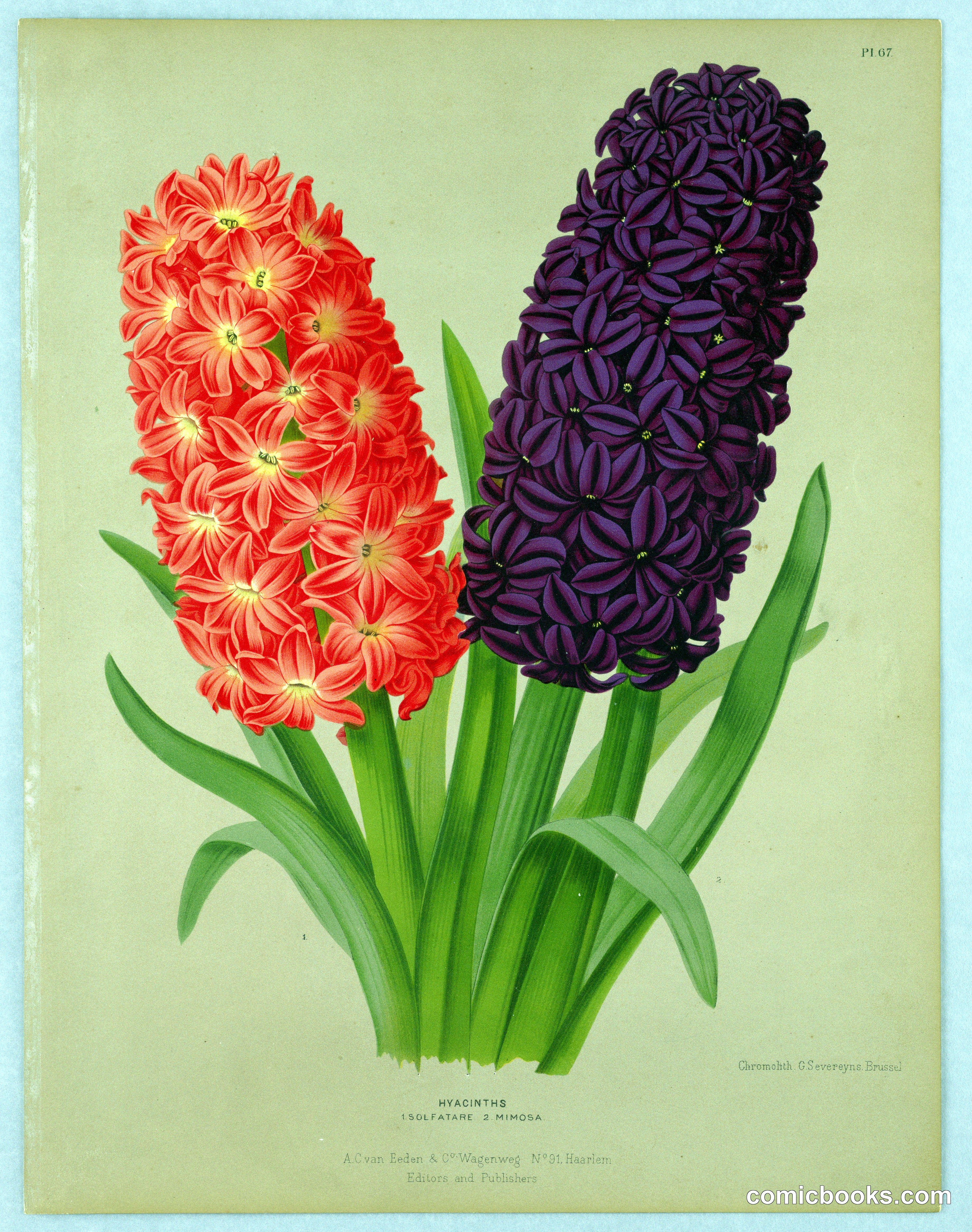 Hyacinths (Solfatare and Mimosa)