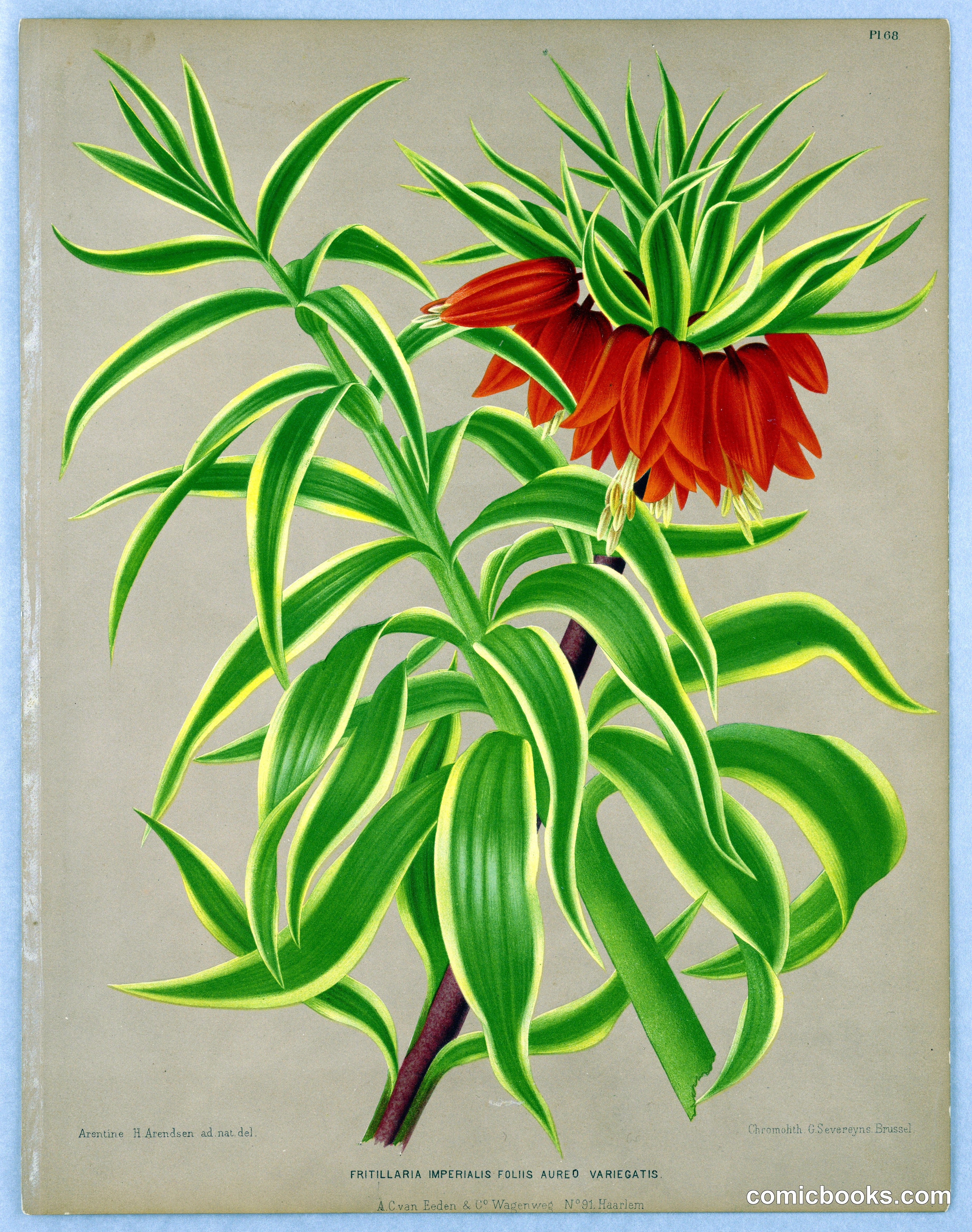 Fritillaria Imperialis Foliis Aureo Variegatis