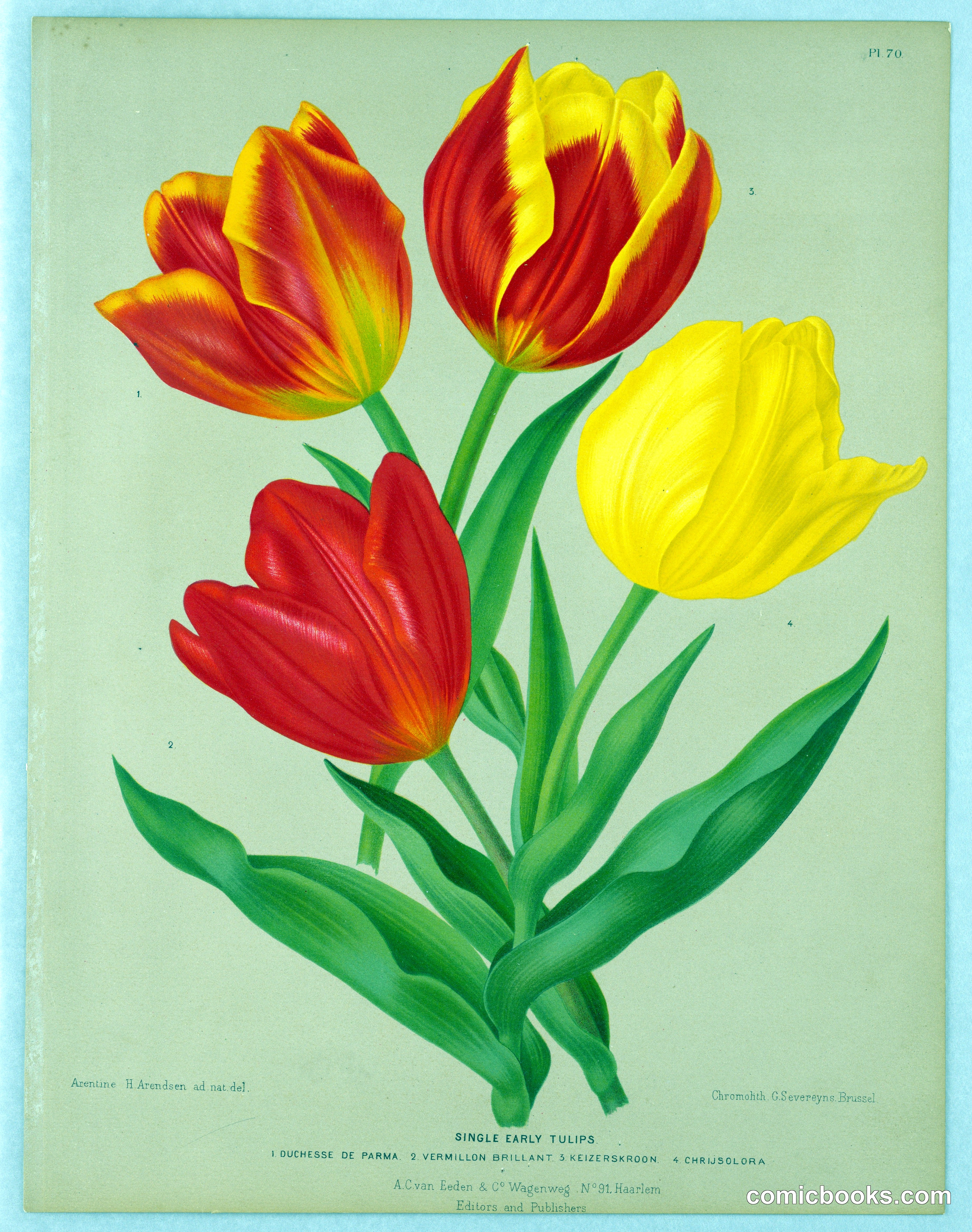 Single Early Tulips, Plate 70