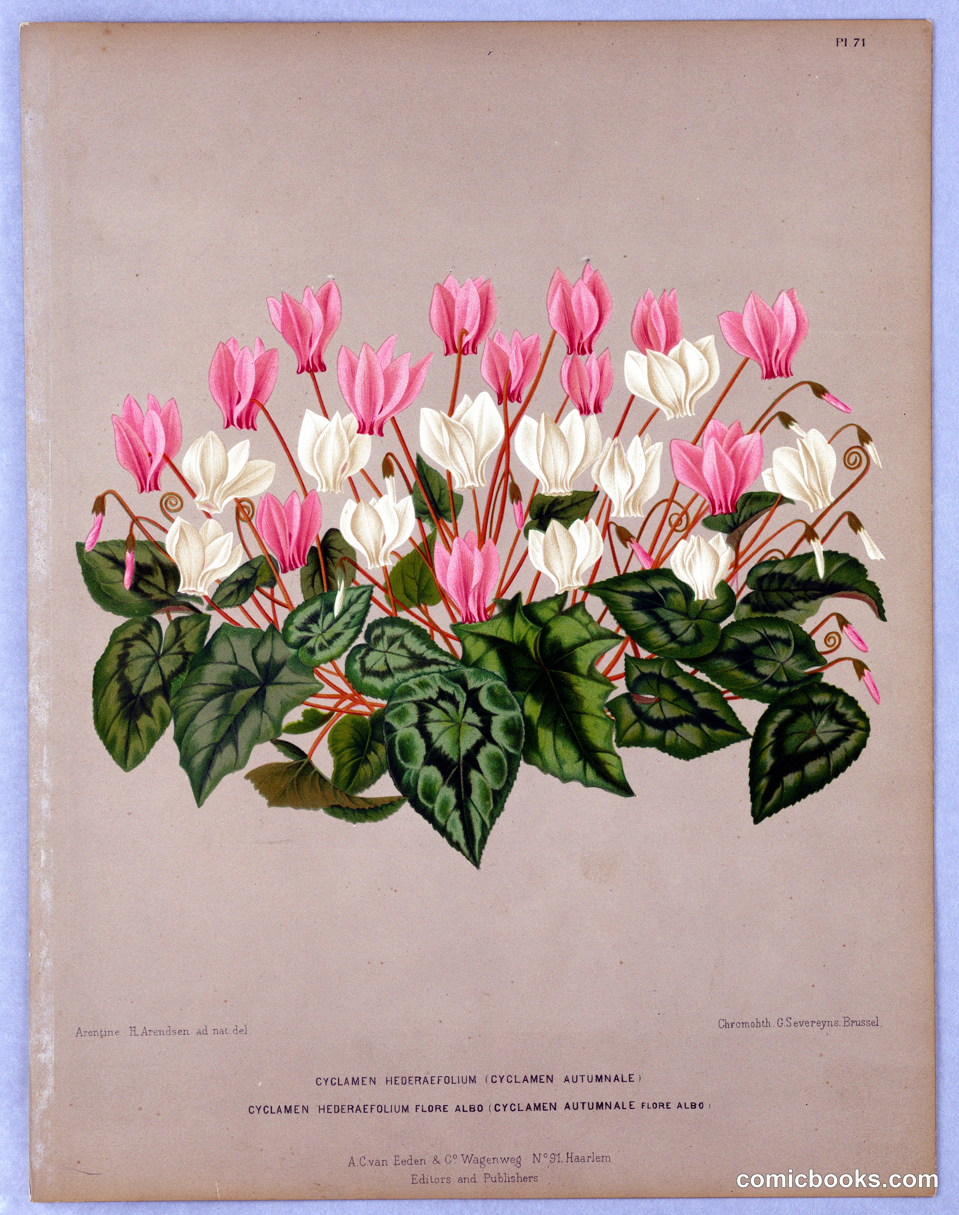 Cyclamen Hederaefolium (Autumn Cyclamen)