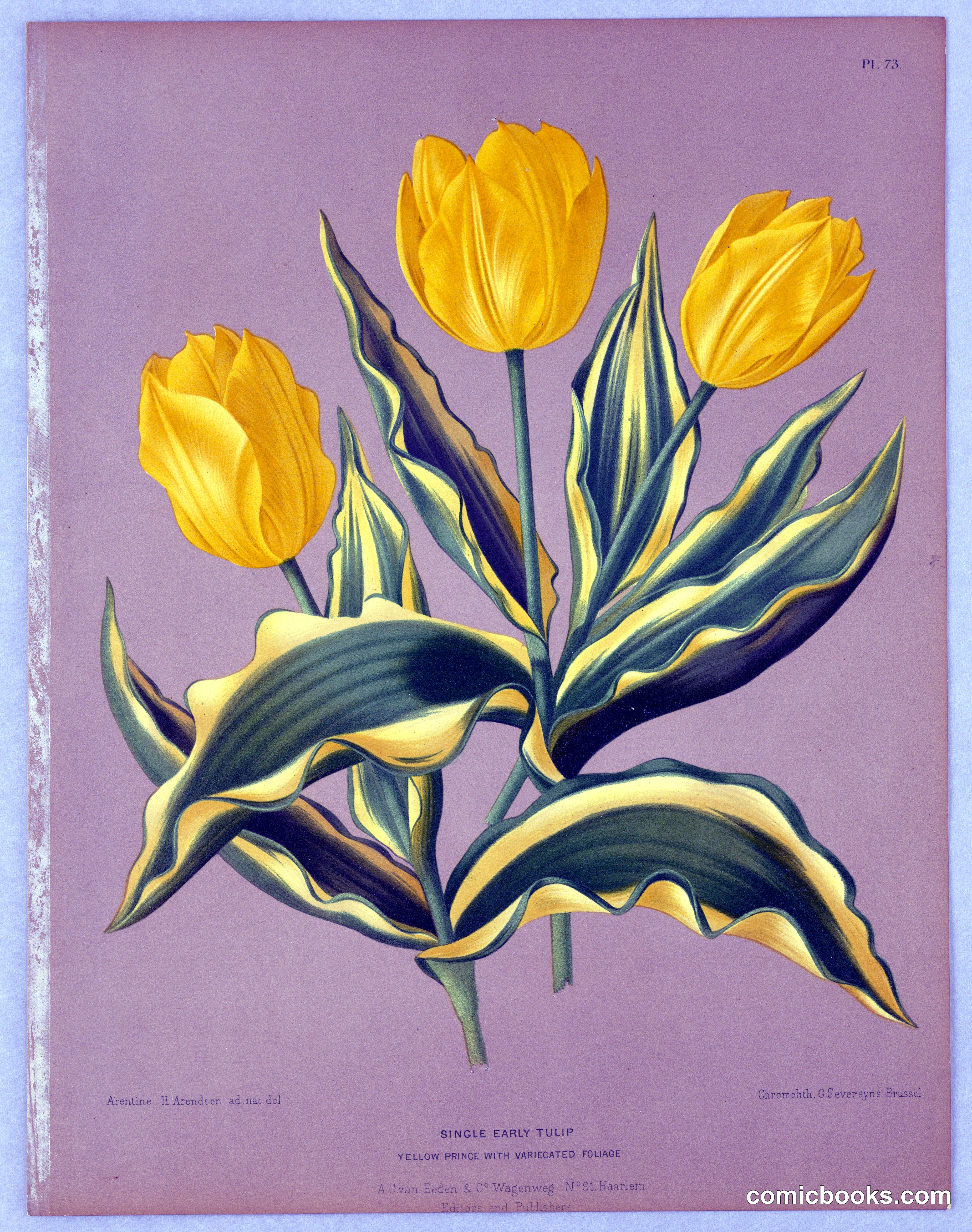 Single Early Tulip: Yellow Prince with Variegated Foliage