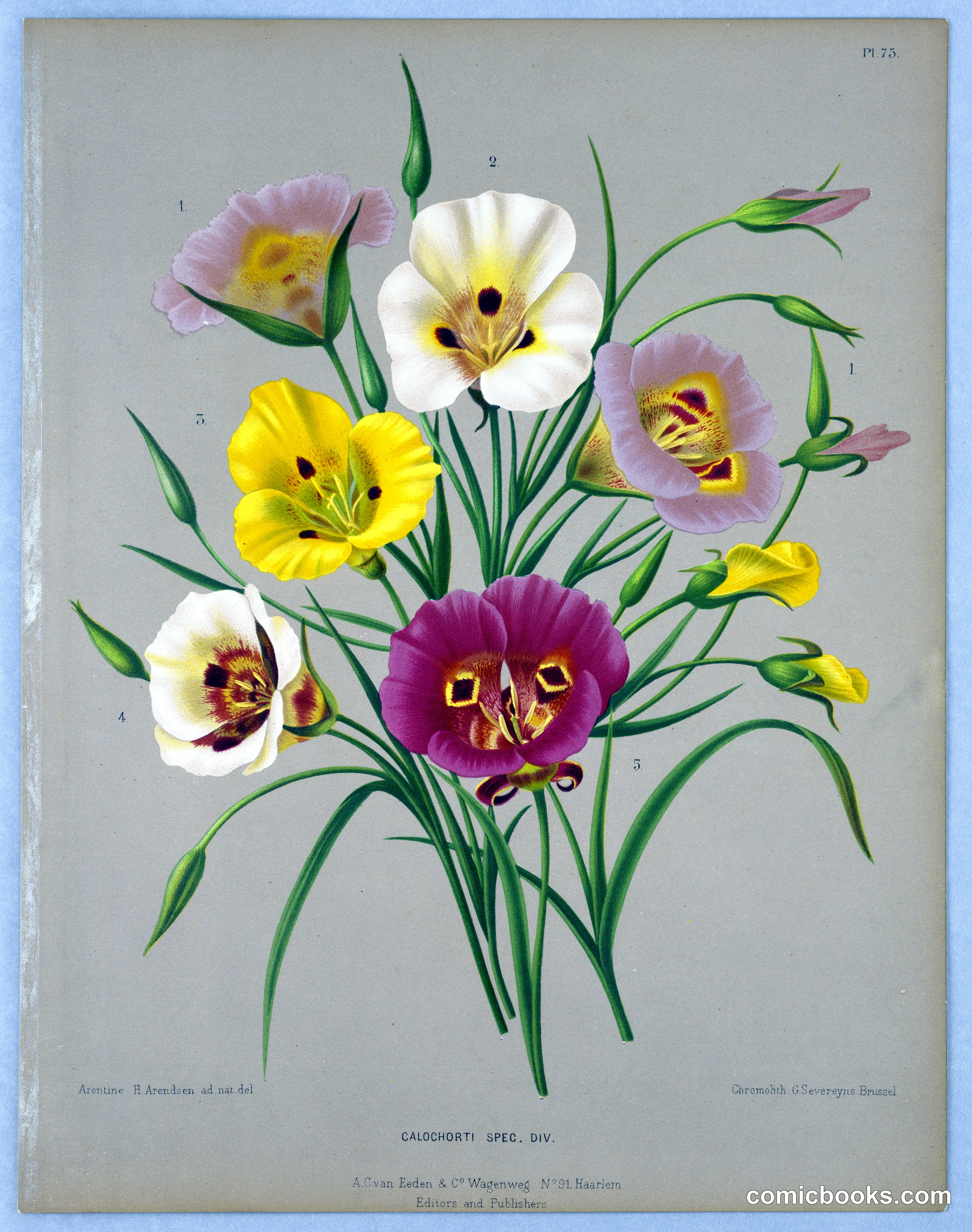 Calochorti Spec. Div., Plate 75