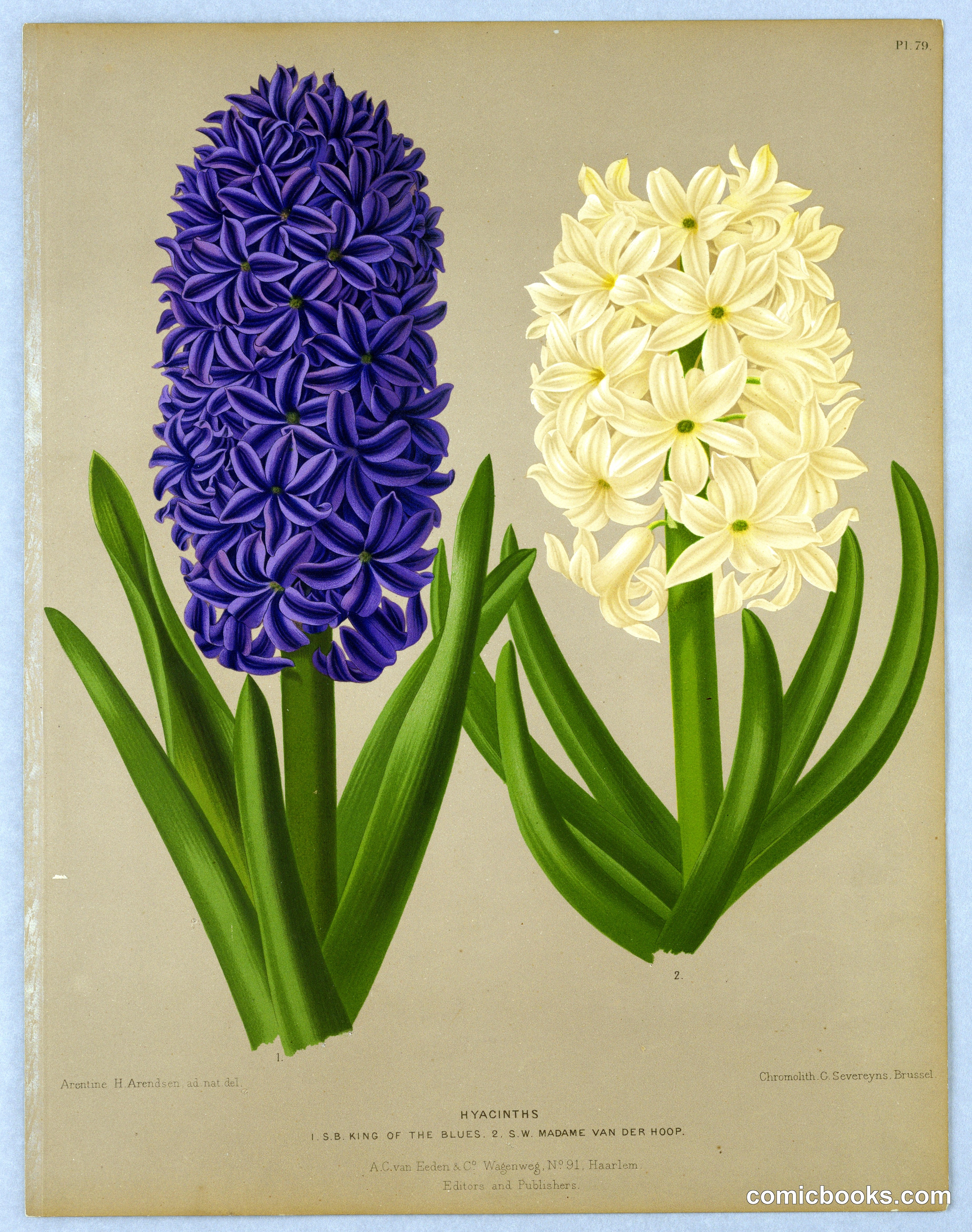 Hyacinths: King of the Blues and Madame Van Der Hoop
