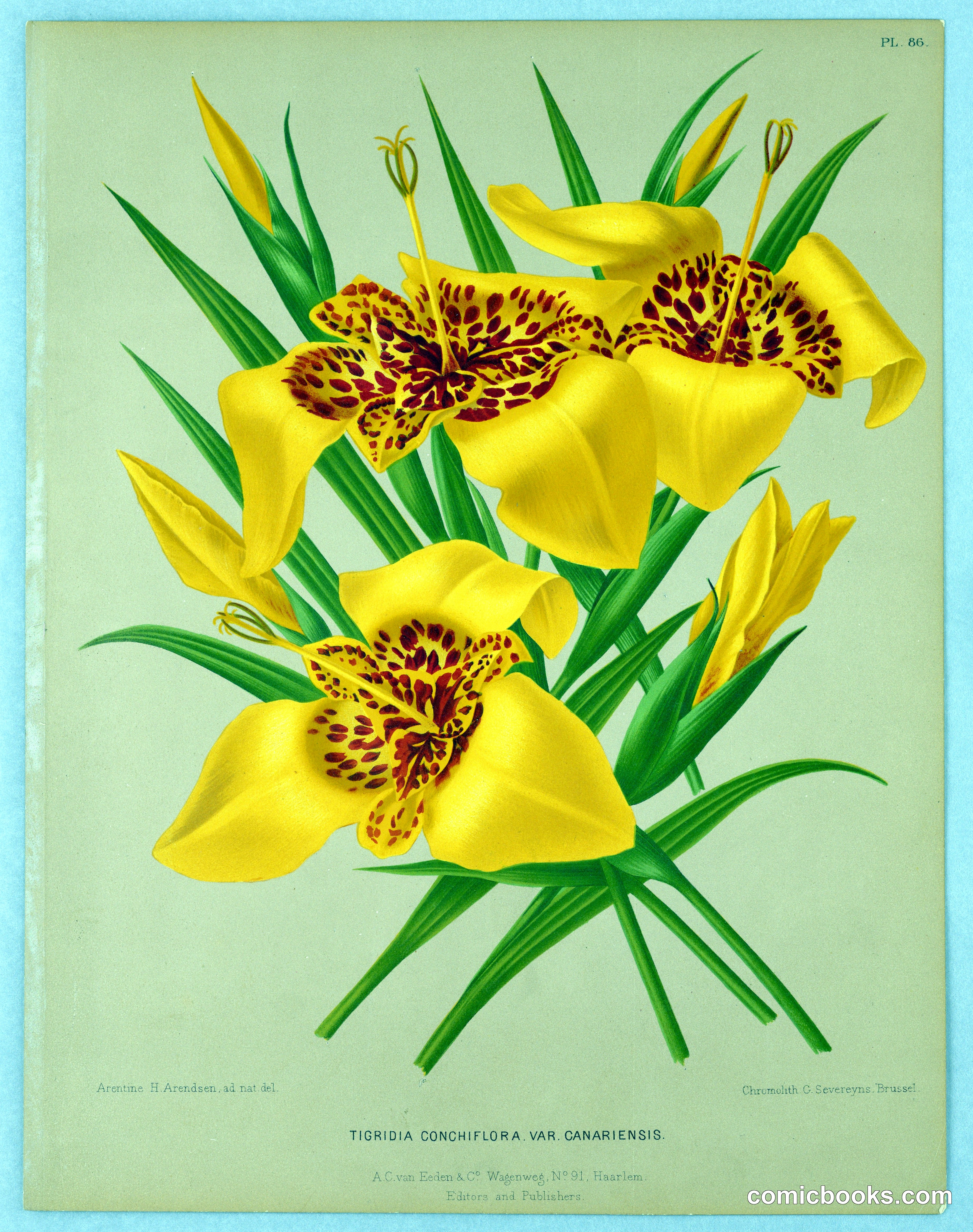 Tigridia Conchiflora Var. Canariensis, Plate 86