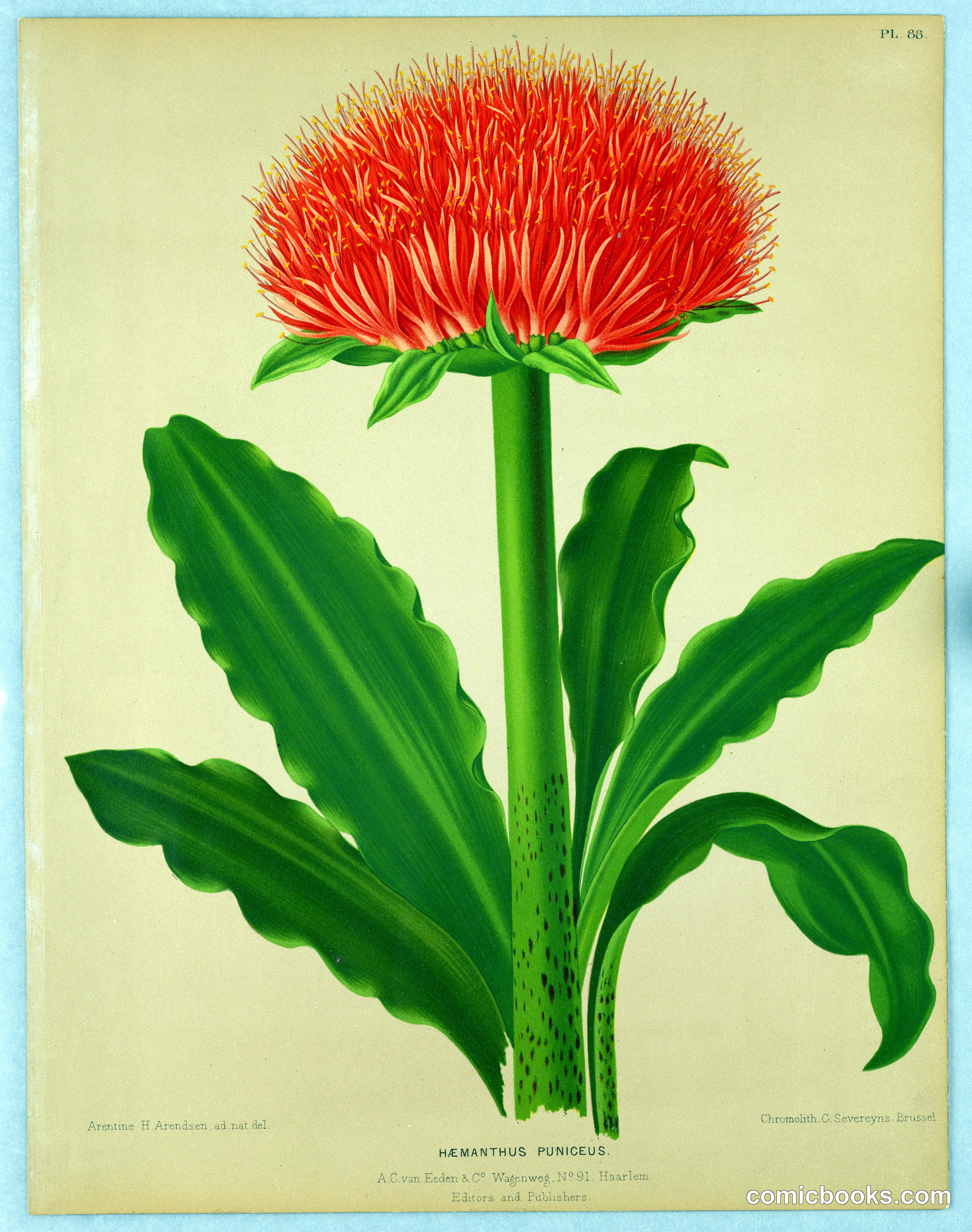 Haemanthus Puniceus