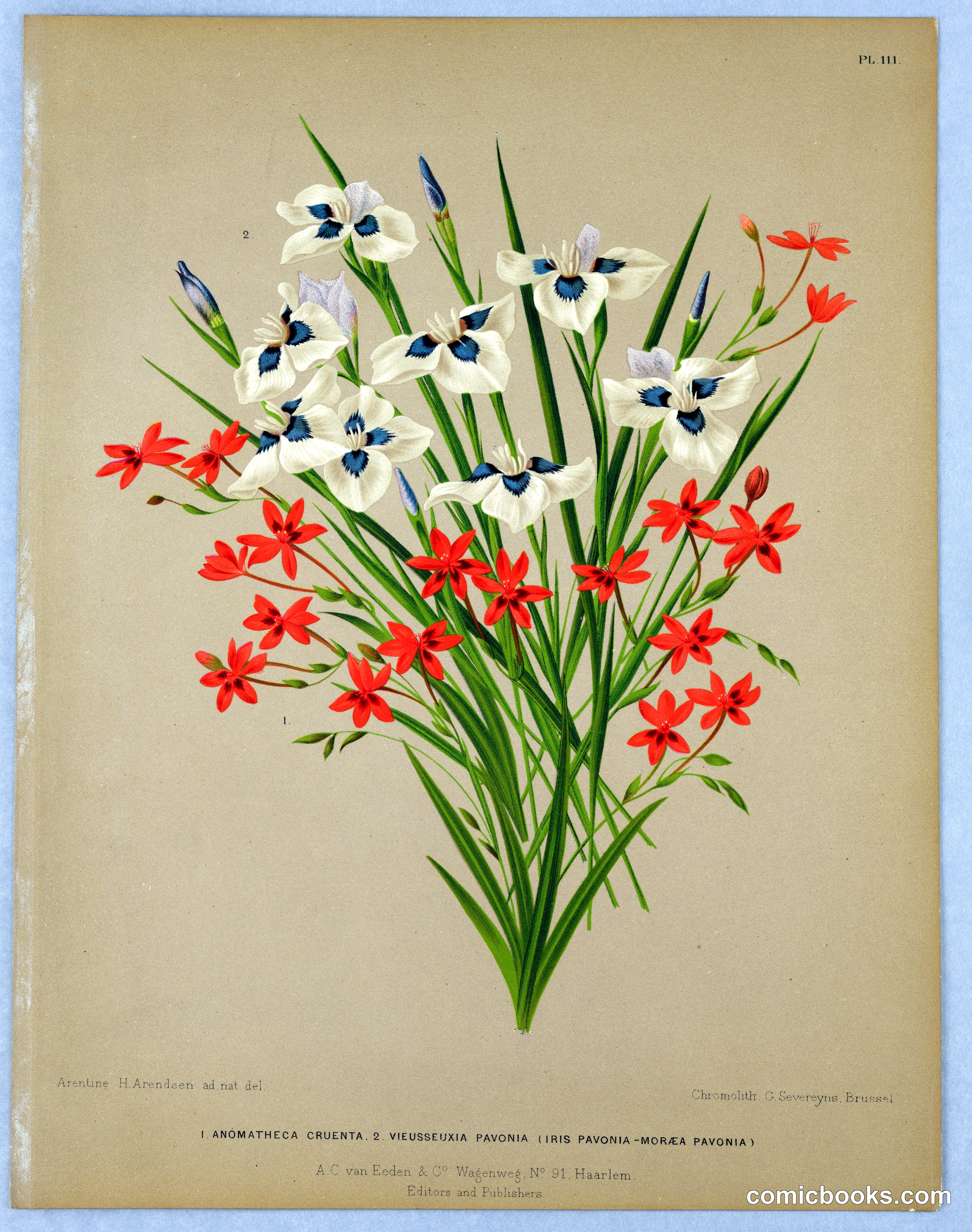 Plate 111: Anomatheca Cruenta, Vieusseuxia Pavonia, and Iris Pavonia
