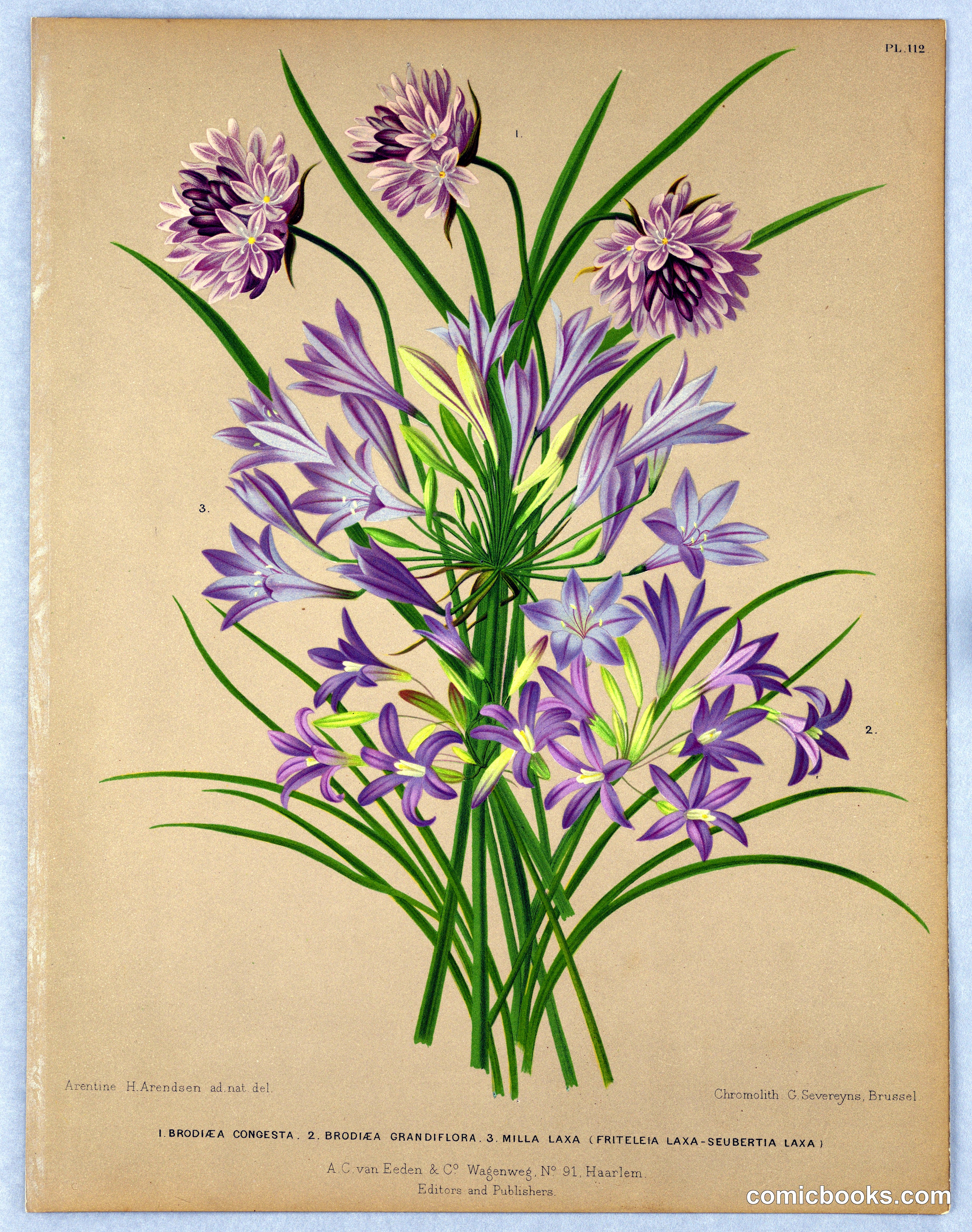 Brodiaea and Milla Species, Plate 112