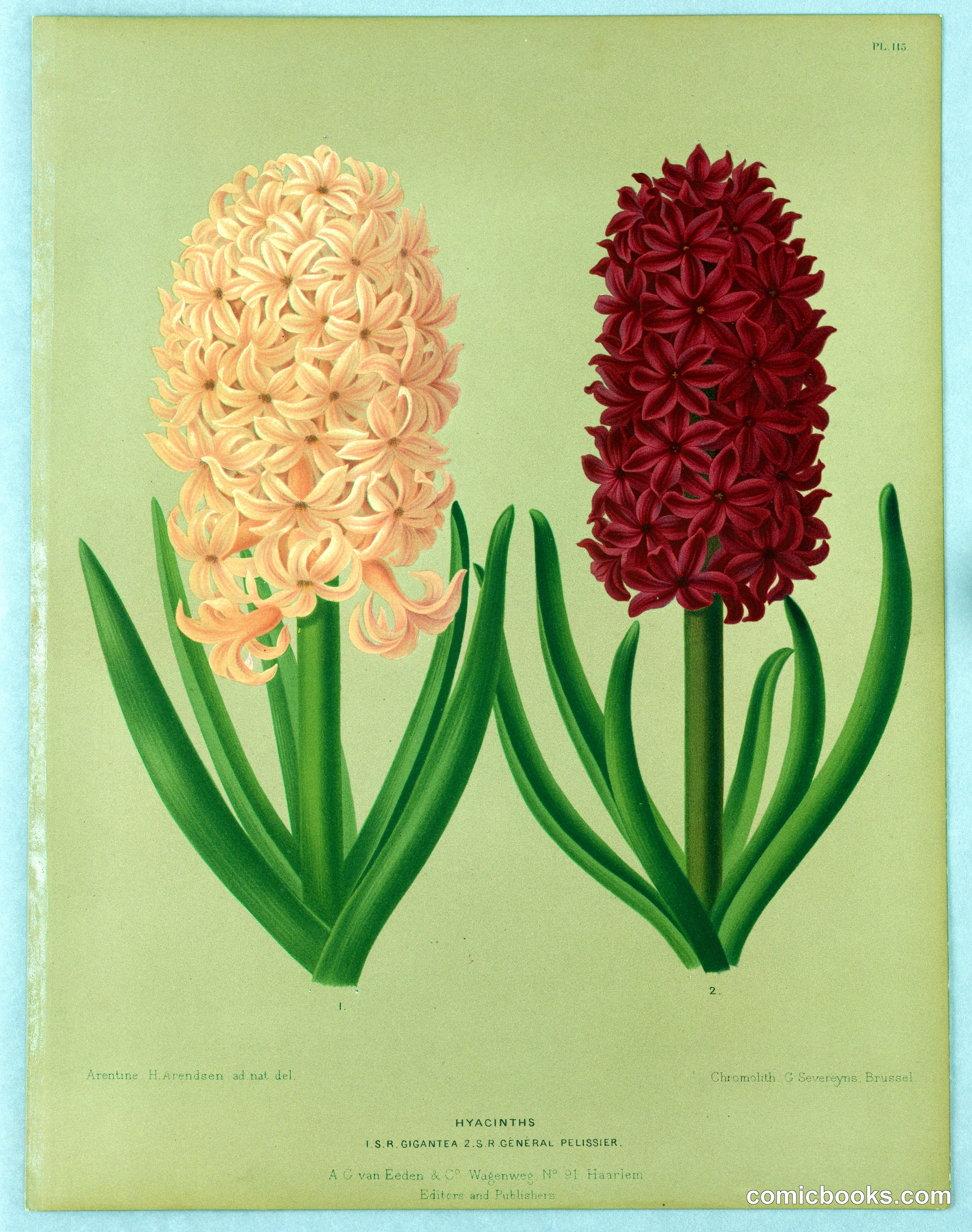 Hyacinths: Botanical Illustration from Flora of Haarlem