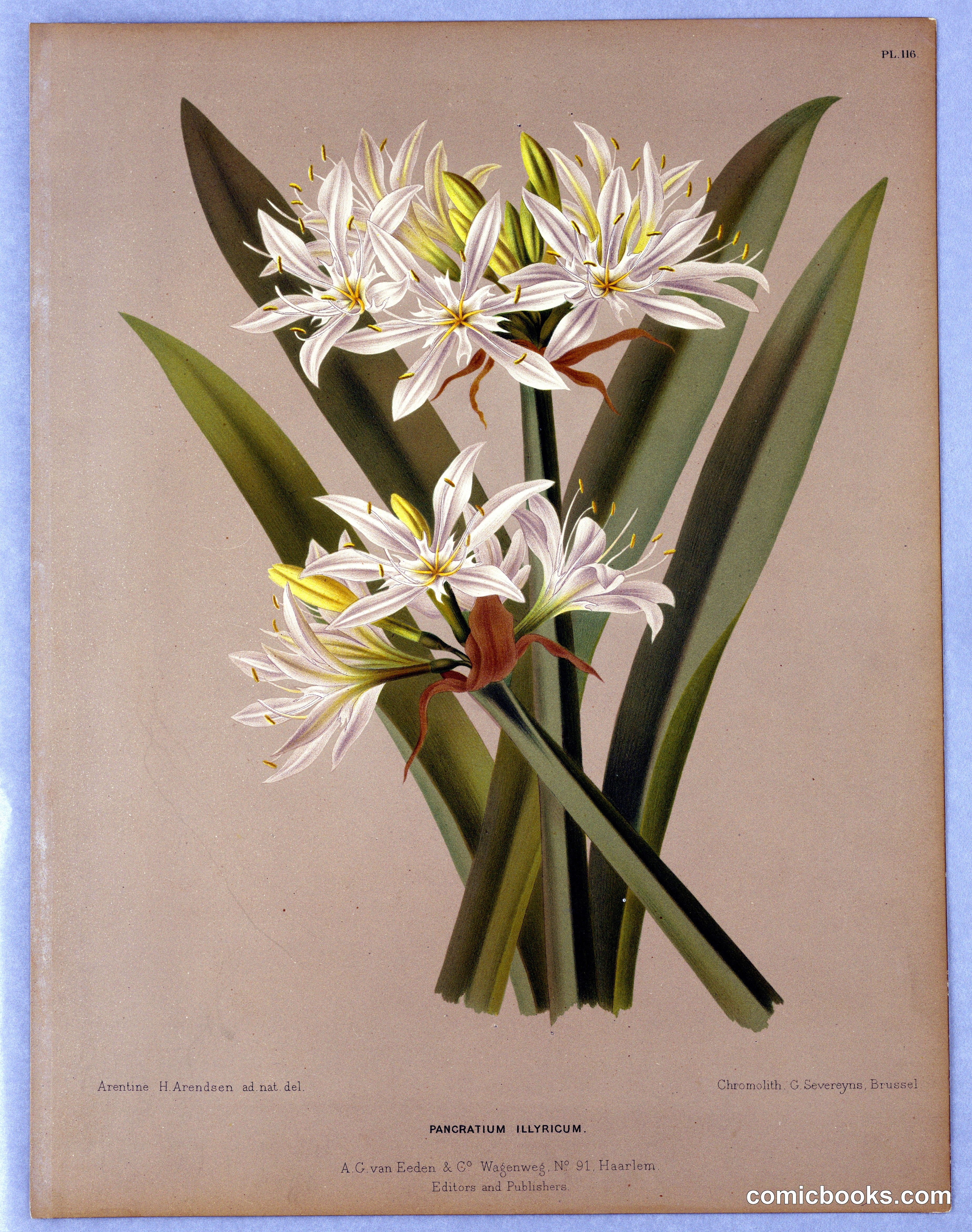Pancratium Illyricum