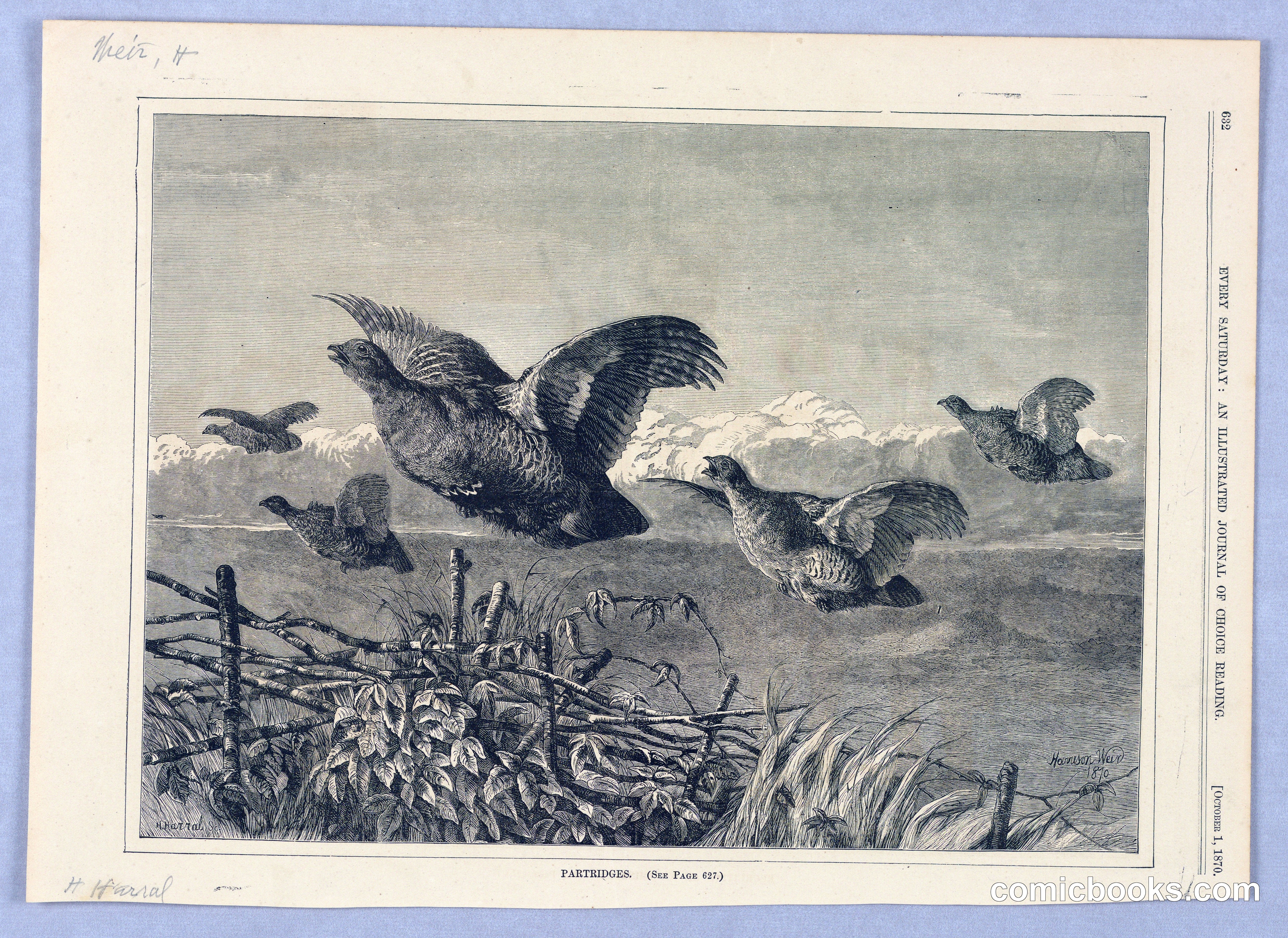 Partridges